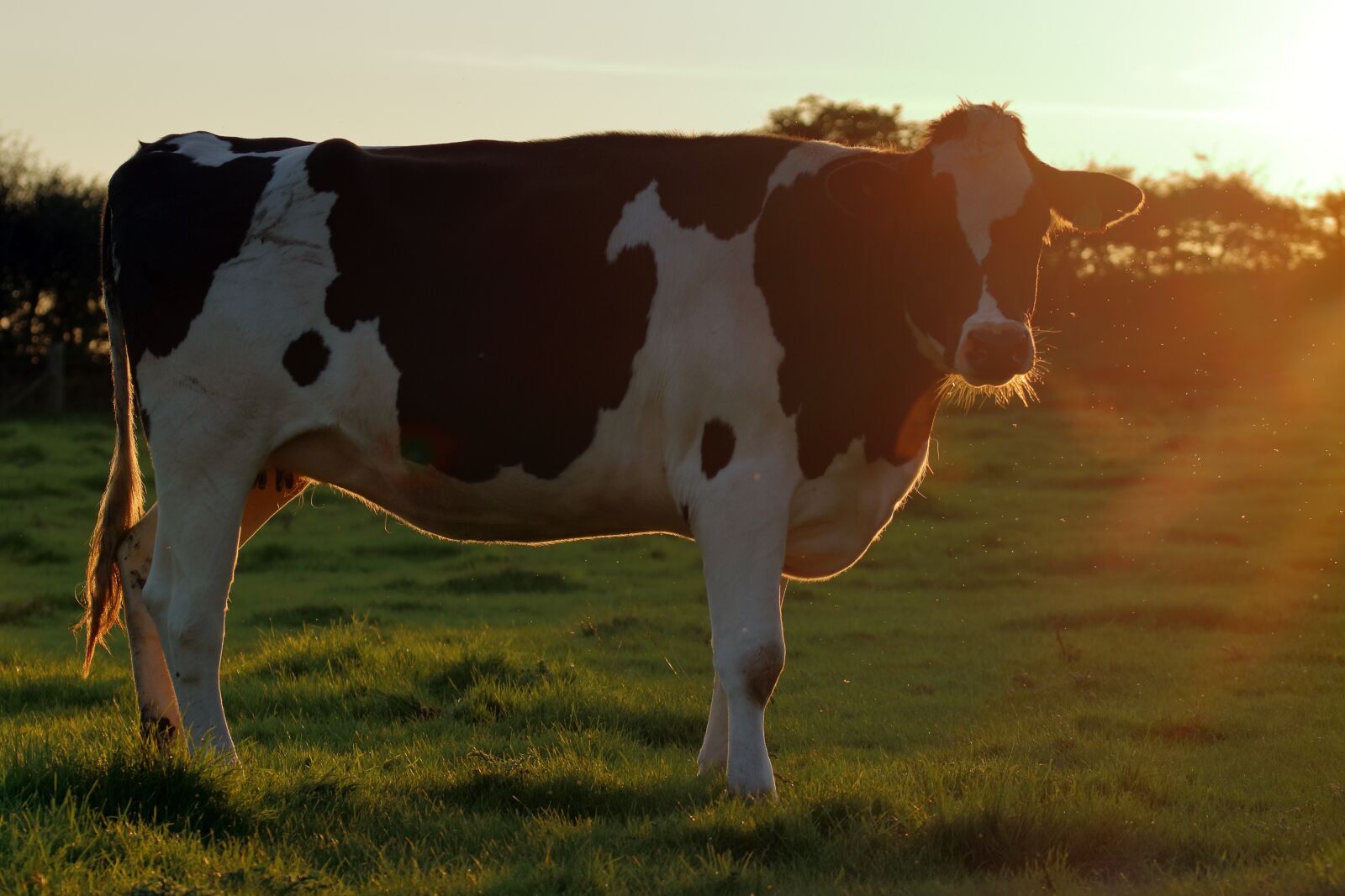 Canon EOS 80D sample photo. Cow, field, pasture photography