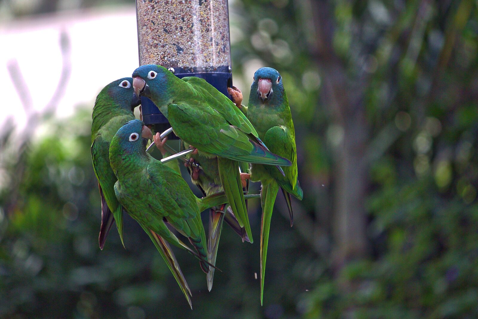 Canon EOS 500D (EOS Rebel T1i / EOS Kiss X3) sample photo. Parrot, bird, feeder photography