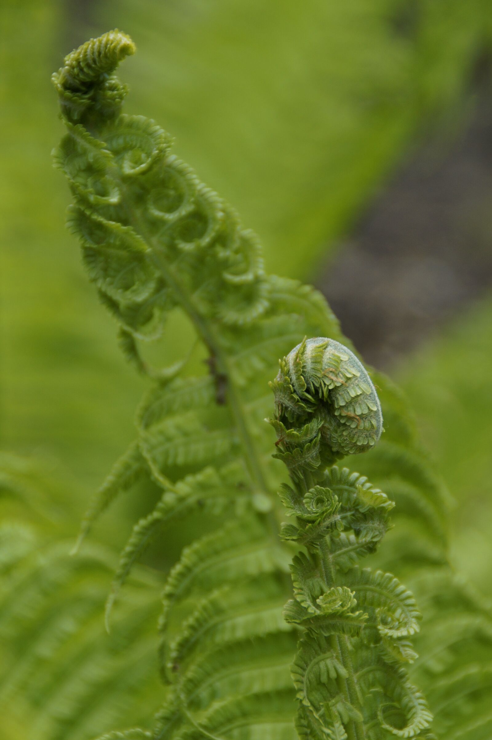 Sony SLT-A58 sample photo. Fern, green, detail photography
