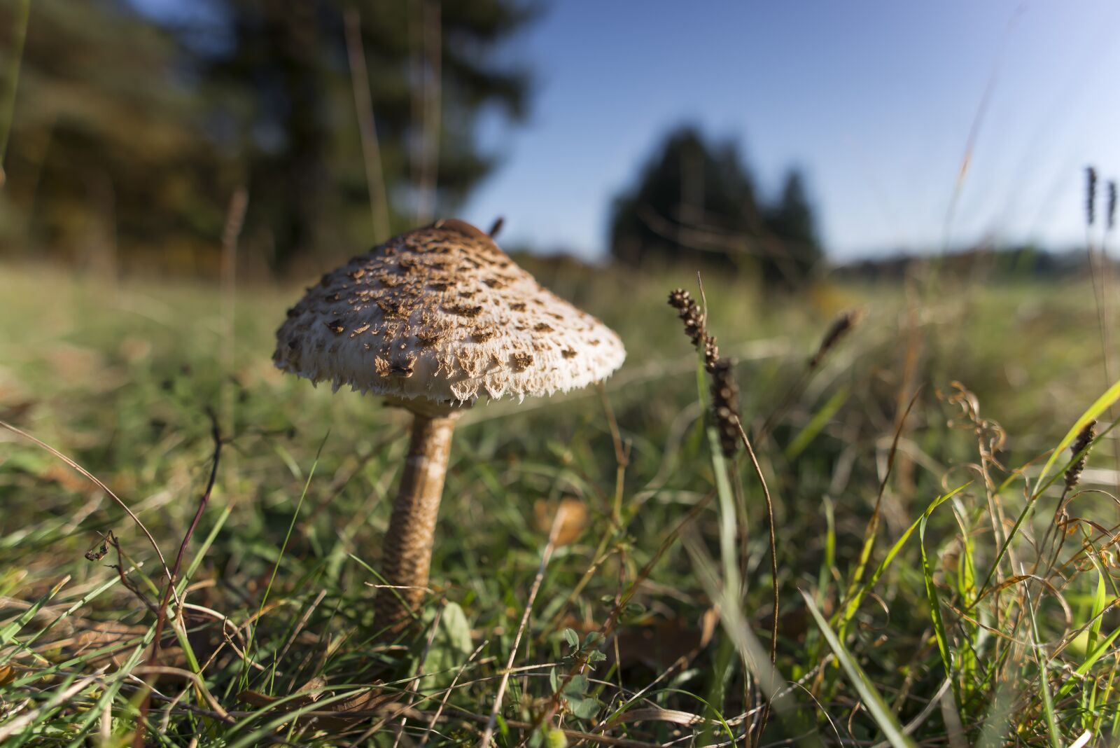 Nikon D800 sample photo. Mushroom, parasol, autumn photography