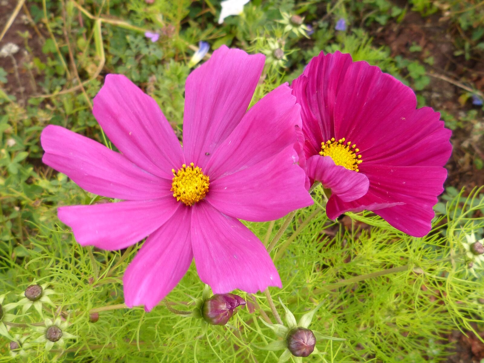 Panasonic DMC-FZ62 sample photo. Flower, blossom, bloom photography