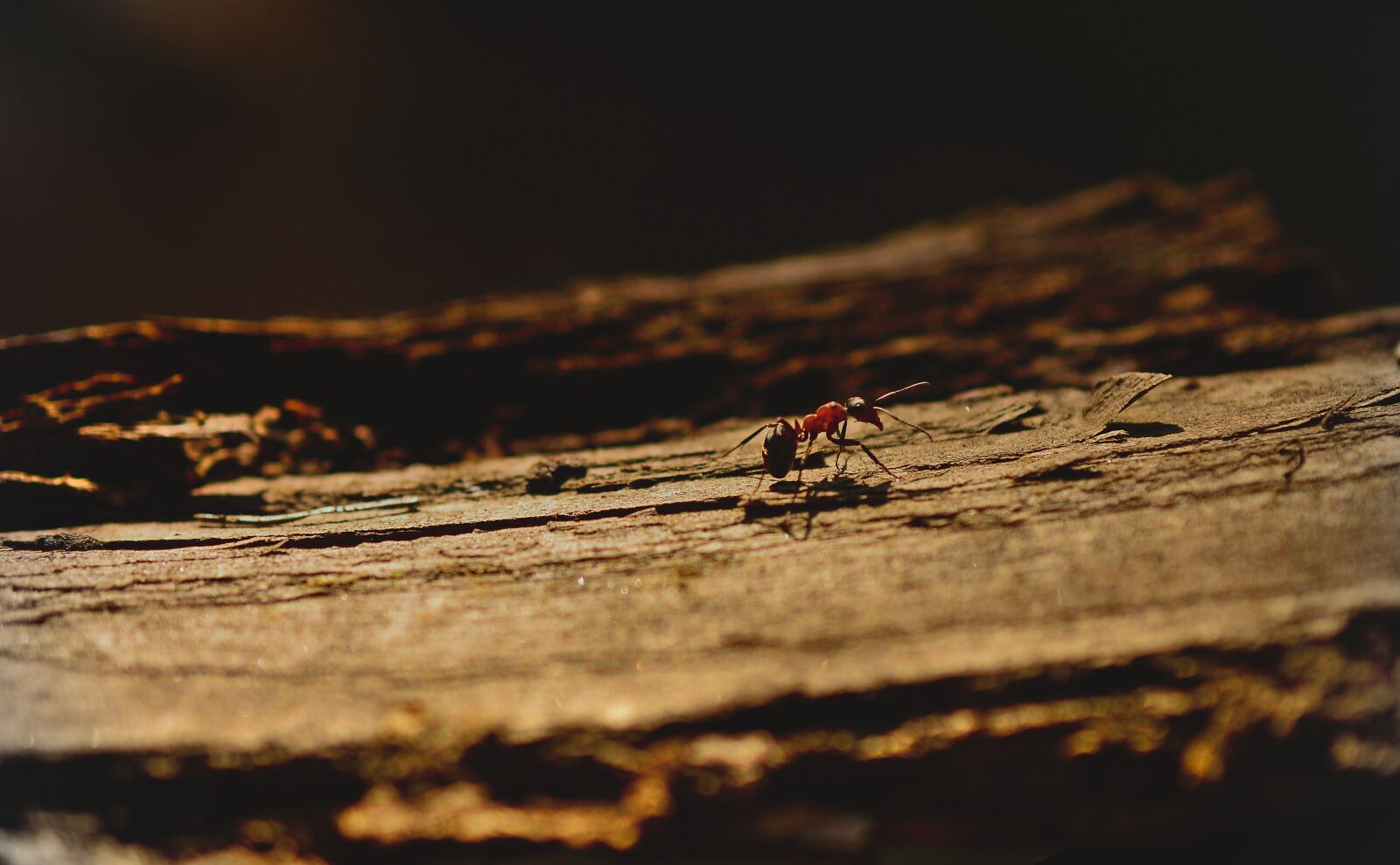 Nikon D3200 sample photo. Ant, wood ant, insect photography