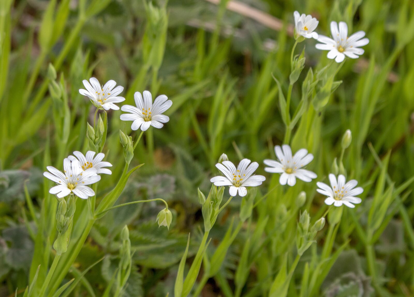 Sigma 100-400mm F5-6.3 DG OS HSM sample photo. Greater stitchwort, wildflower, white photography