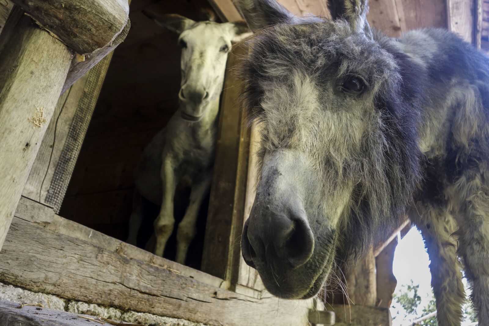 Sony Cyber-shot DSC-RX100 II sample photo. Donkey, domestic donkey, perissodactyla photography