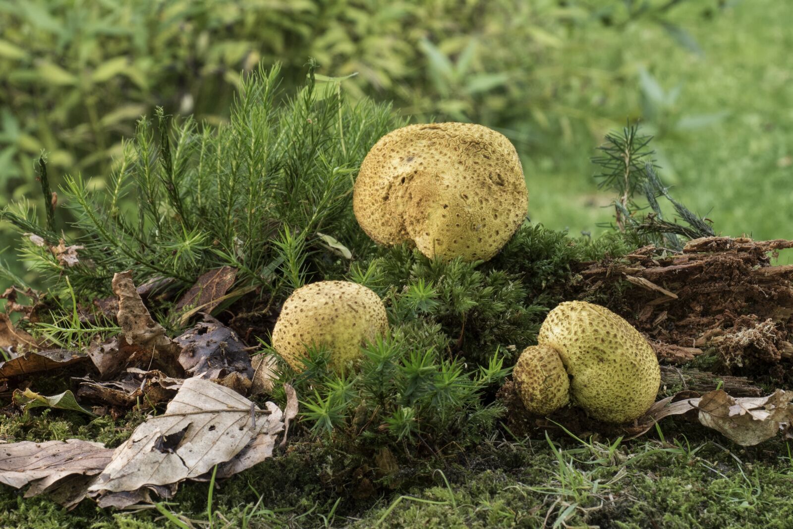 Olympus OM-D E-M5 II + Olympus M.Zuiko Digital ED 12-40mm F2.8 Pro sample photo. Mushroom, citrinum, bovist photography