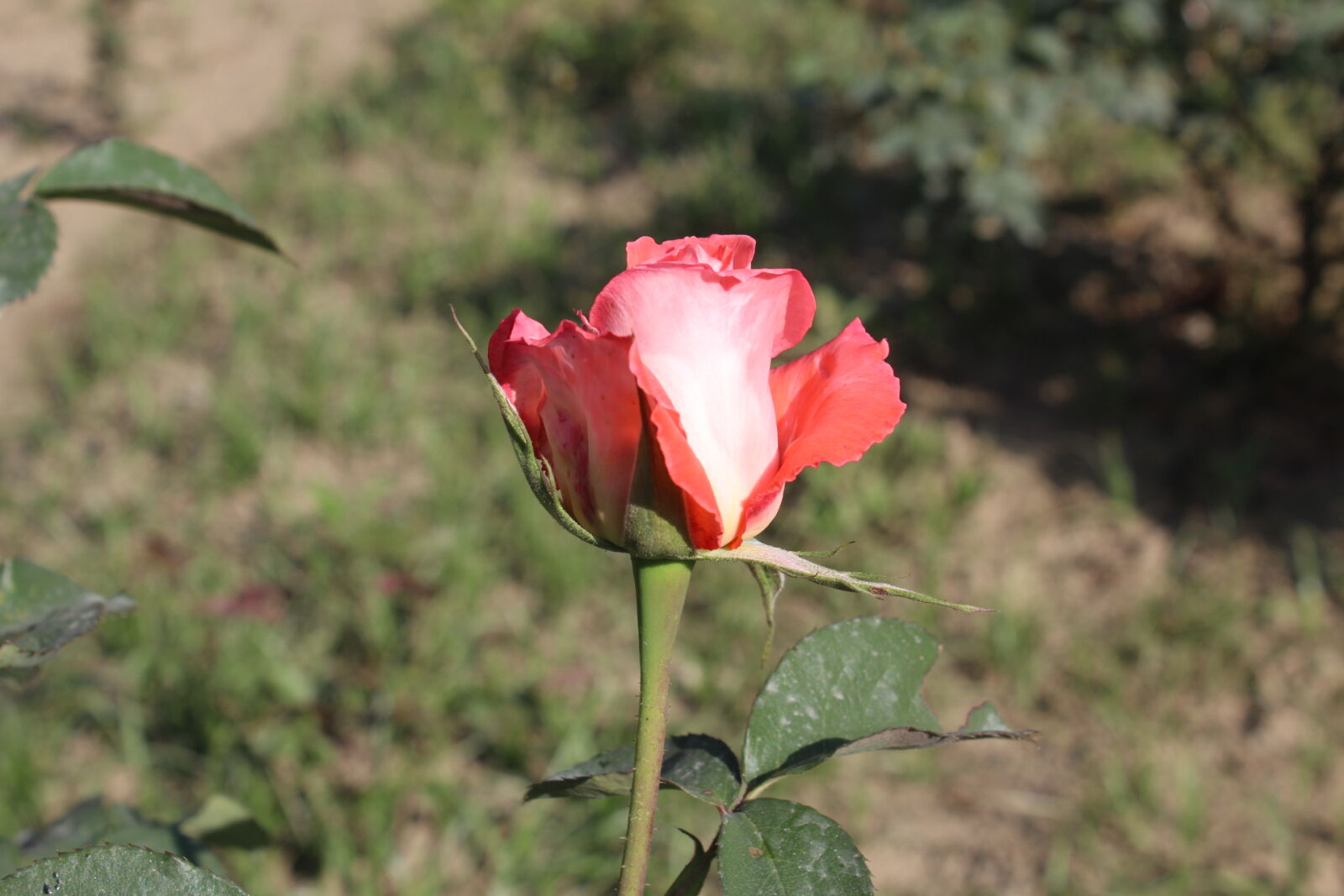 Canon EOS 1300D (EOS Rebel T6 / EOS Kiss X80) sample photo