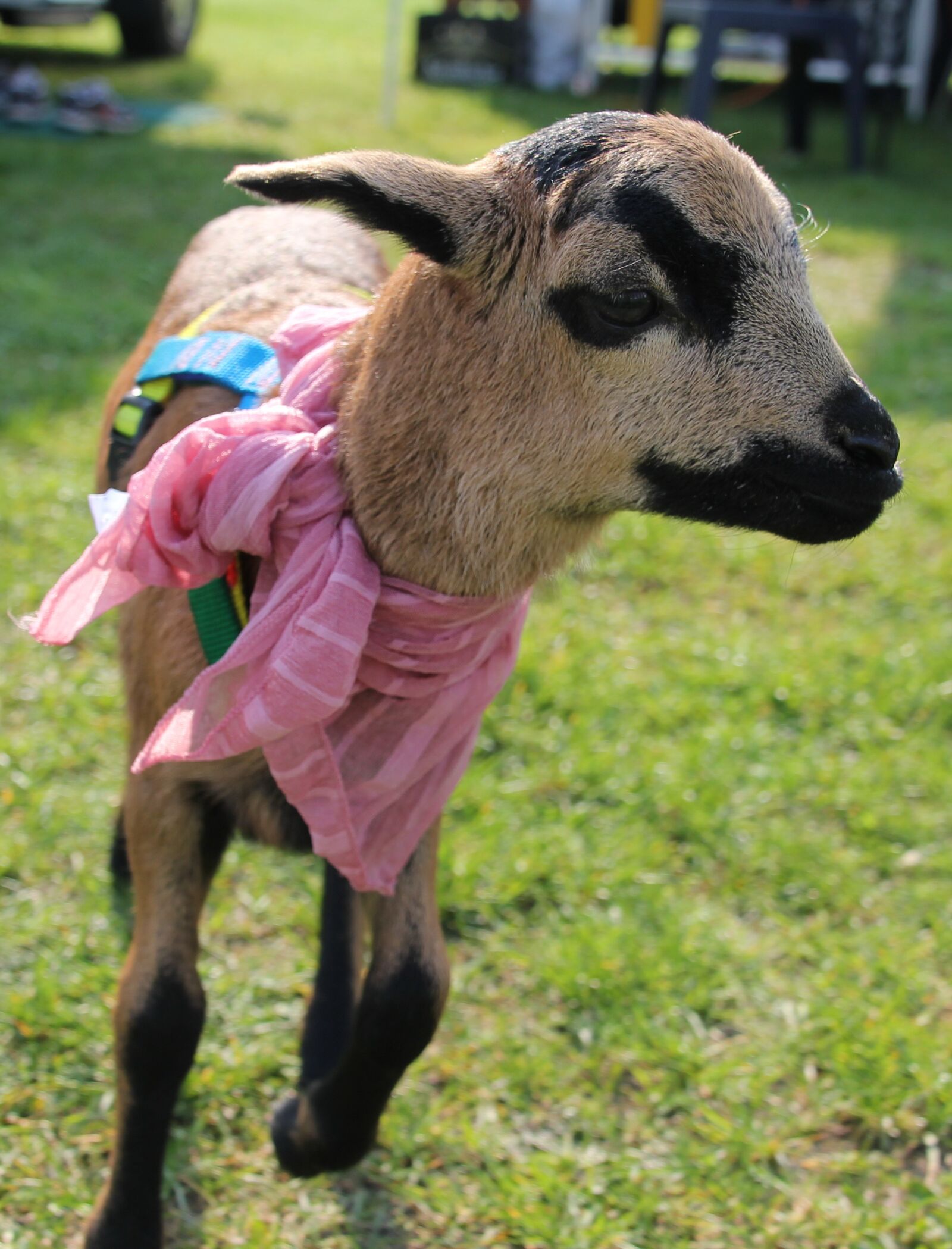 Canon EOS 550D (EOS Rebel T2i / EOS Kiss X4) sample photo. Goat, animal, farm photography