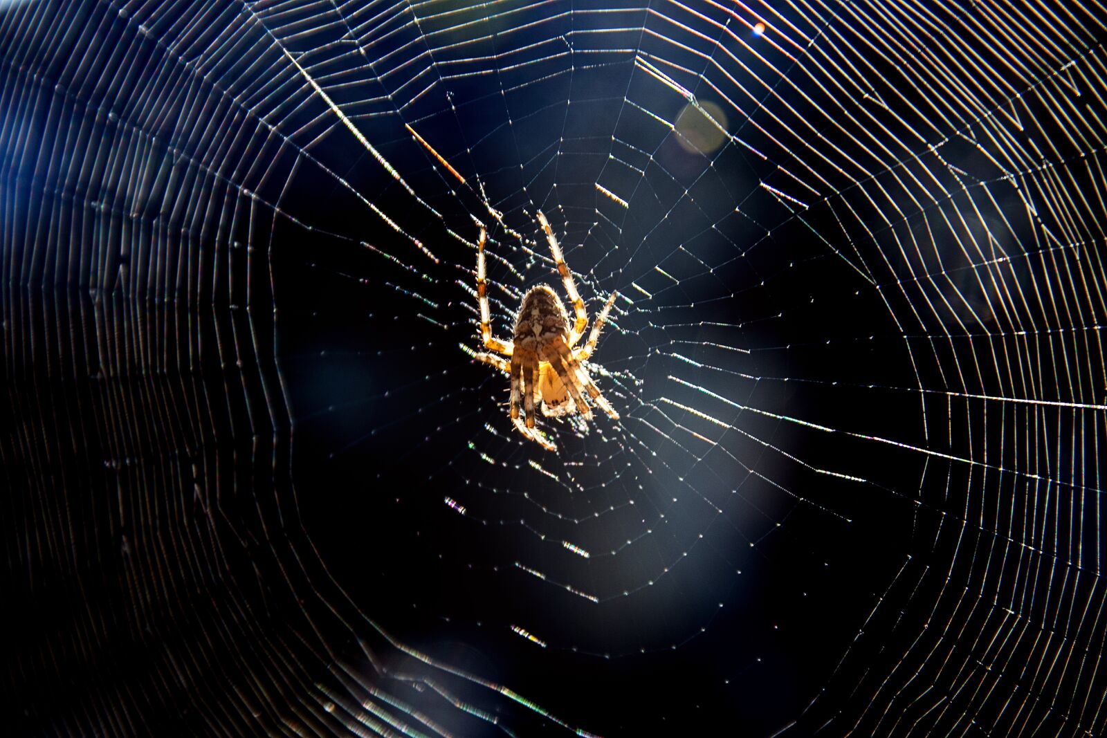 Canon 17-70mm F2.8-4 DC MACRO OS HSM | Contemporary 013 sample photo. Spider, cobweb, insect photography