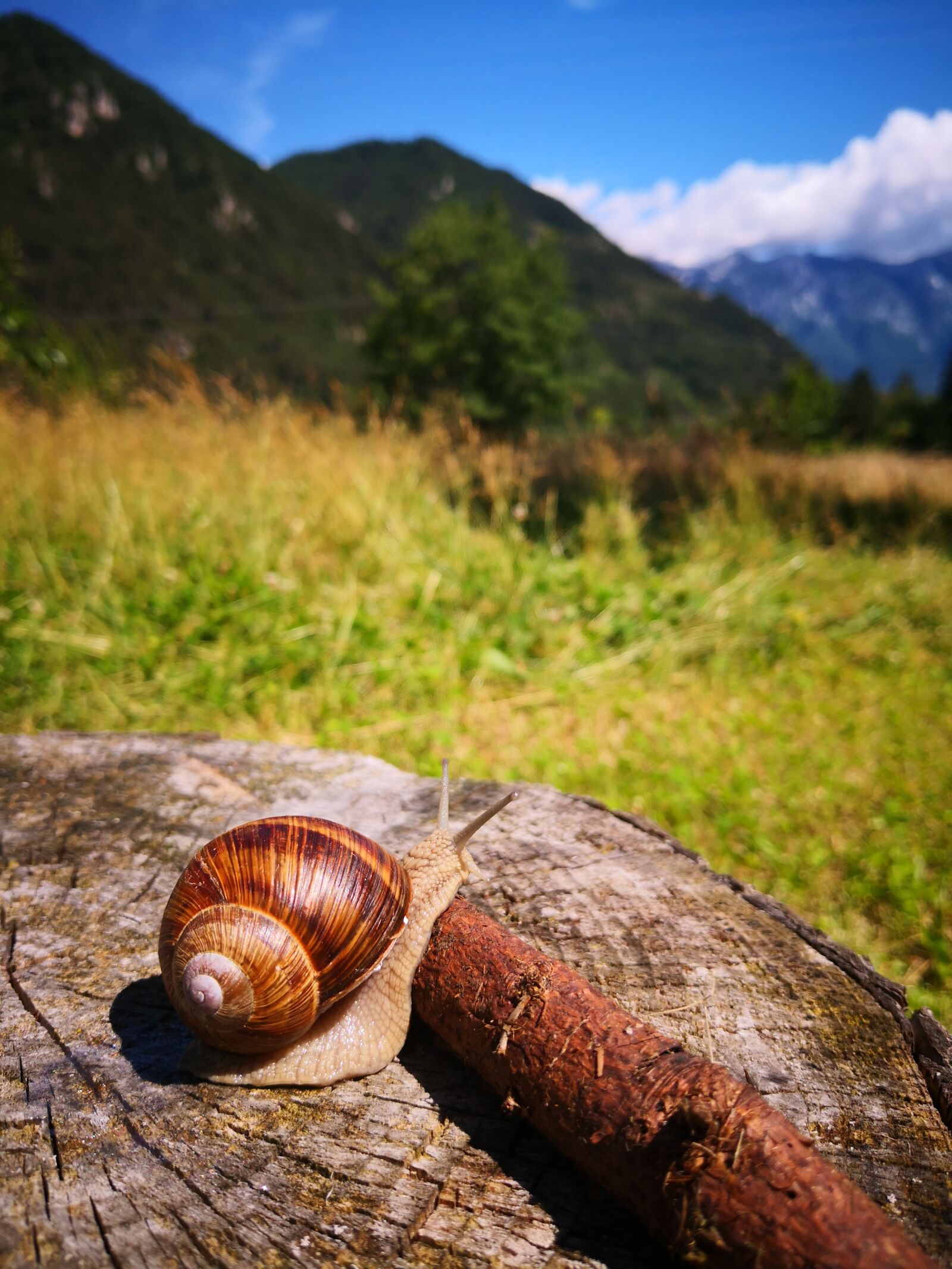 HUAWEI Mate 10 Pro sample photo. Snail, log, mountains photography