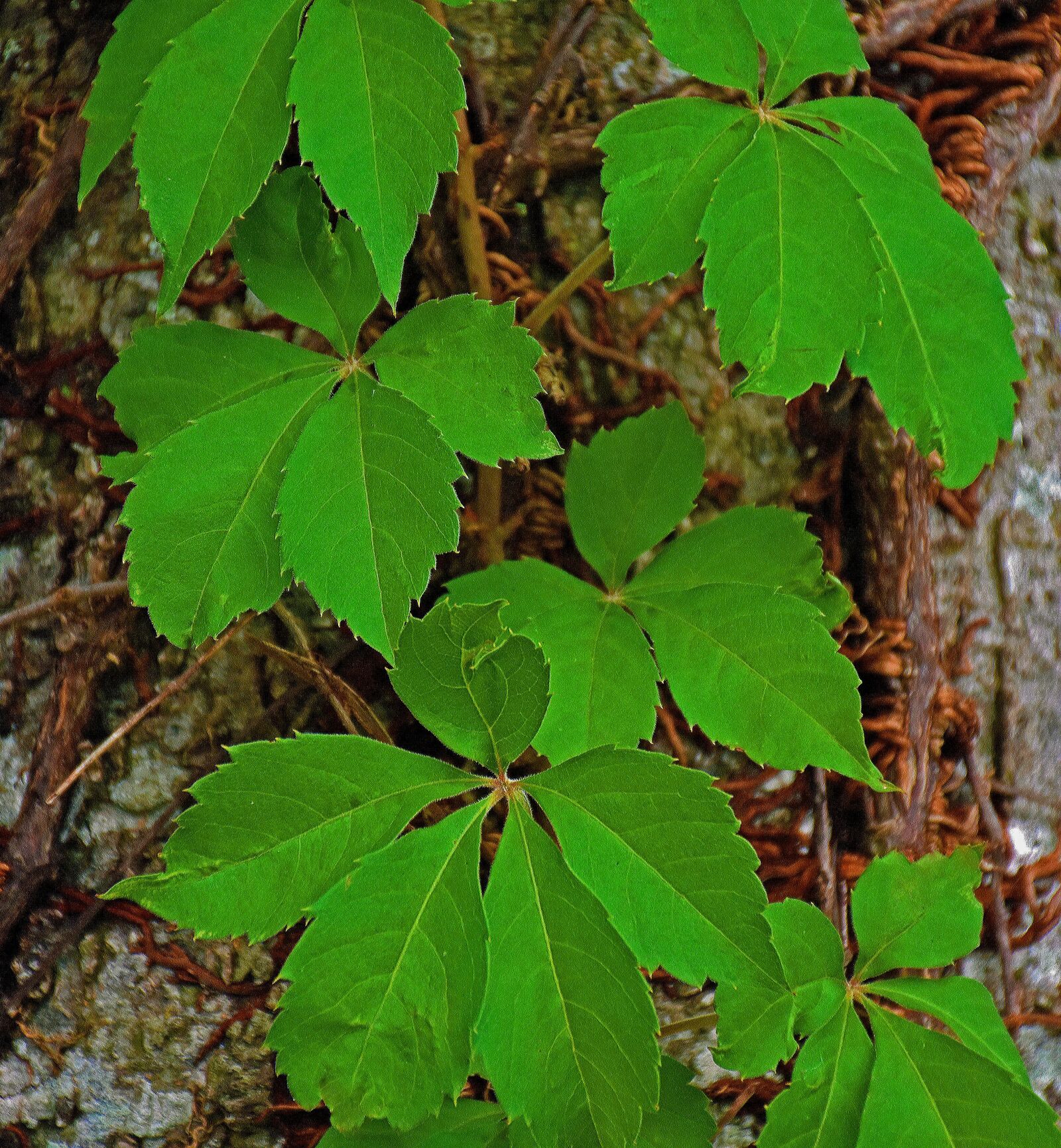 Nikon D5500 sample photo. Vine, tree, pattern photography