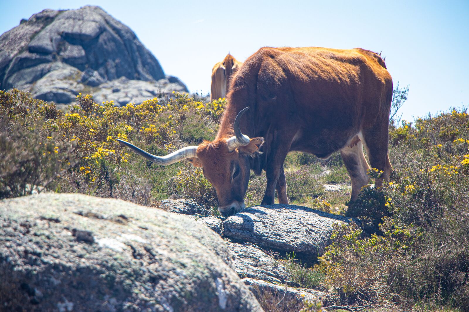 Canon EOS 80D sample photo. Portugal, as, beef photography