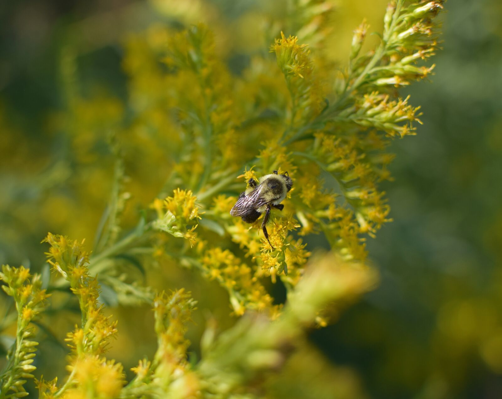 Nikon D3300 sample photo. Honeybee in goldenrod, bee photography