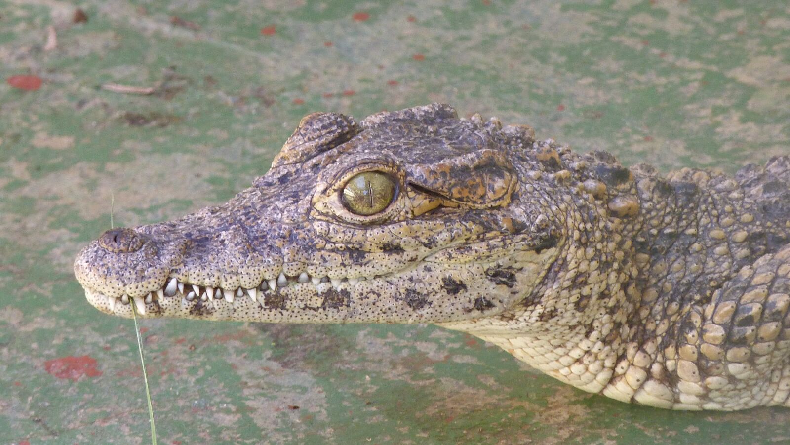 Panasonic Lumix DMC-FZ40 (Lumix DMC-FZ45) sample photo. Alligator, crocodile, young photography