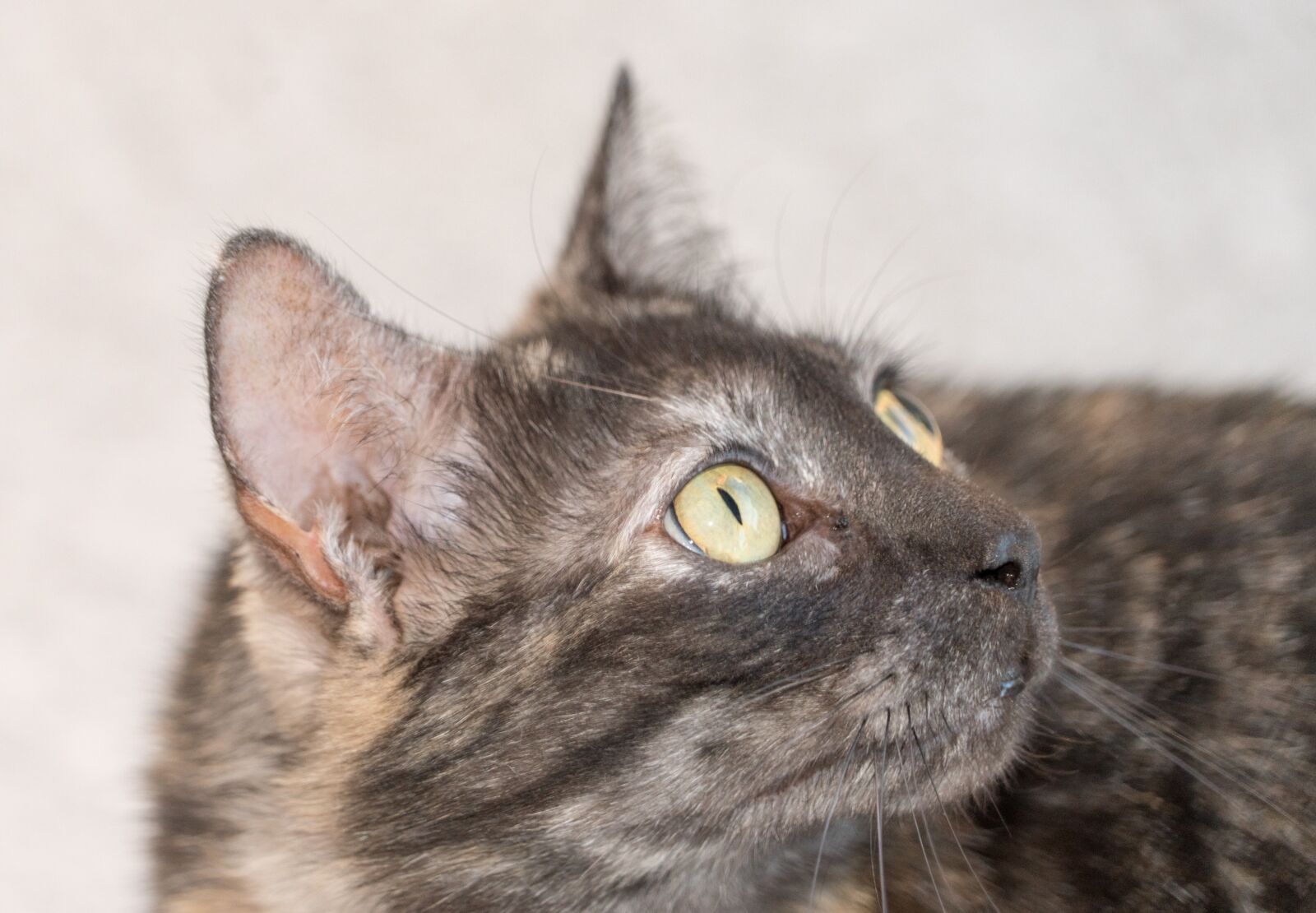 Sony a7R II + Sony FE 24-240mm F3.5-6.3 OSS sample photo. Cat face, tortie, close photography