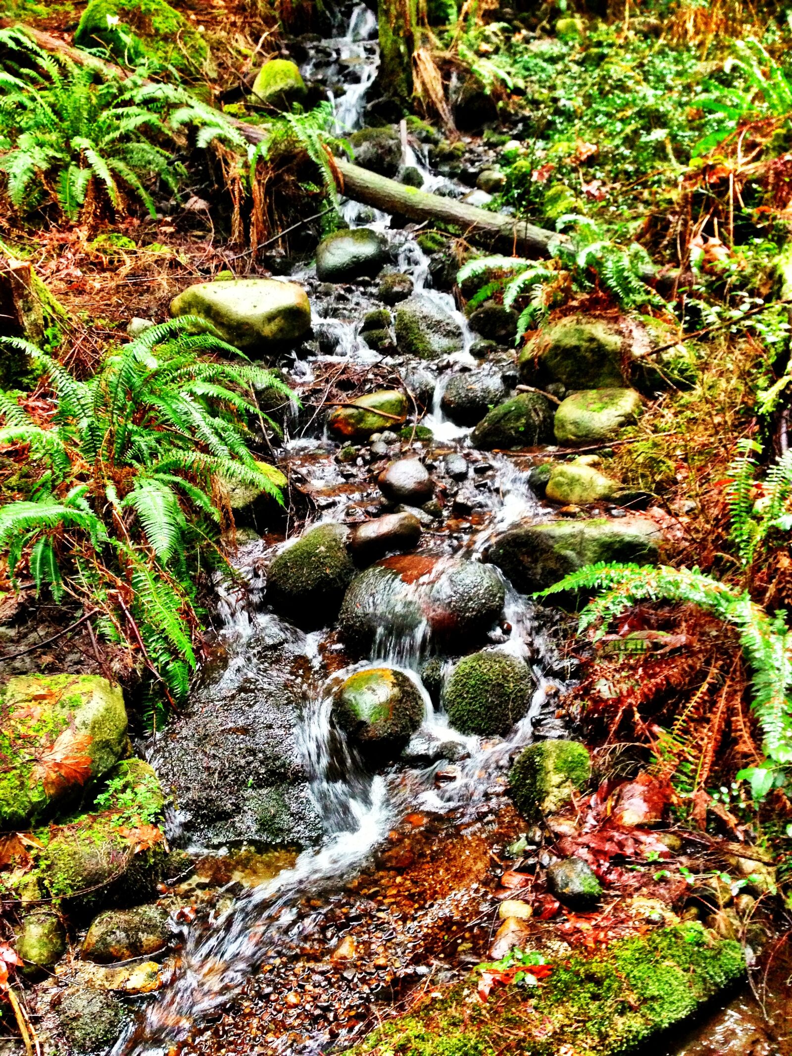 Apple iPhone 5 sample photo. Forest, plants, rocks, waterfall photography