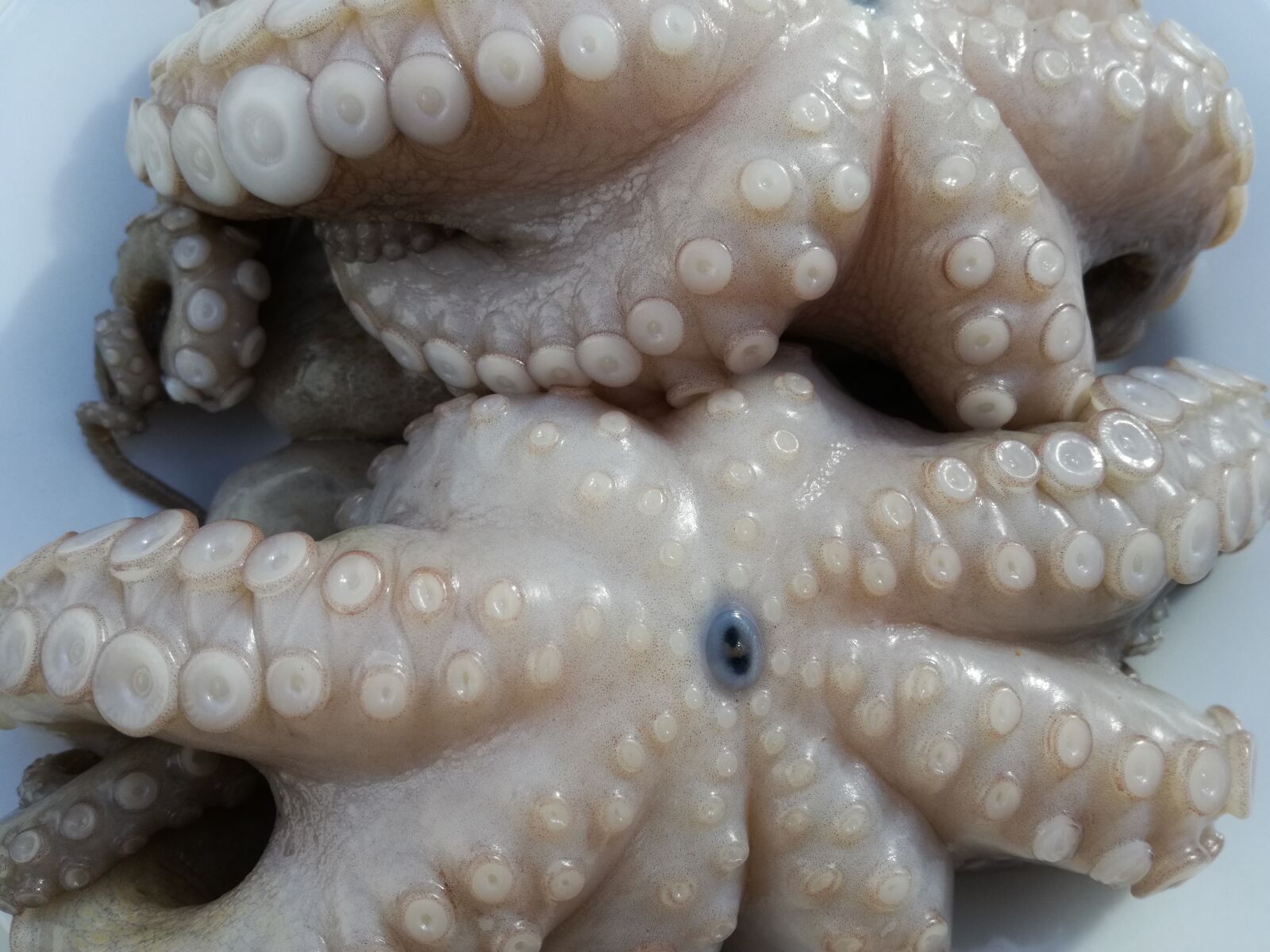 HUAWEI P9 LITE sample photo. Octopus, polpo, italian good photography