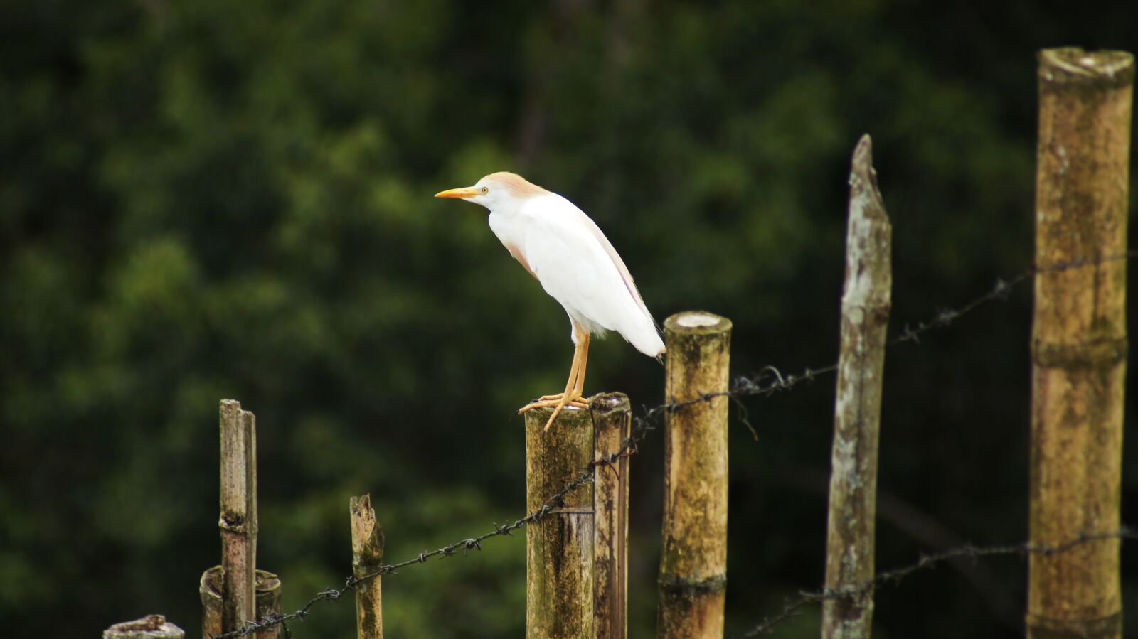Sony SLT-A55 (SLT-A55V) sample photo. Birds, nature, guatica photography