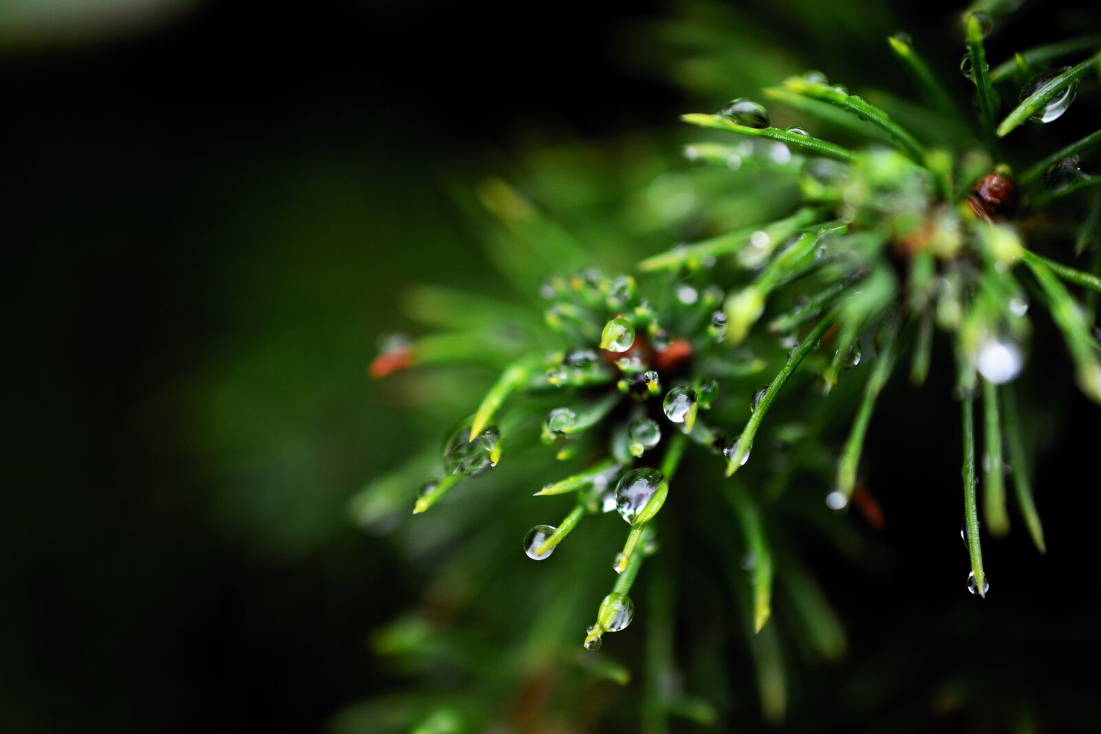 Nikon D5200 sample photo. Drip, raindrop, drop of photography
