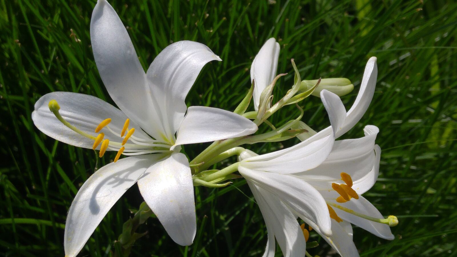 LG G4 sample photo. Lilium, nature, pollen photography