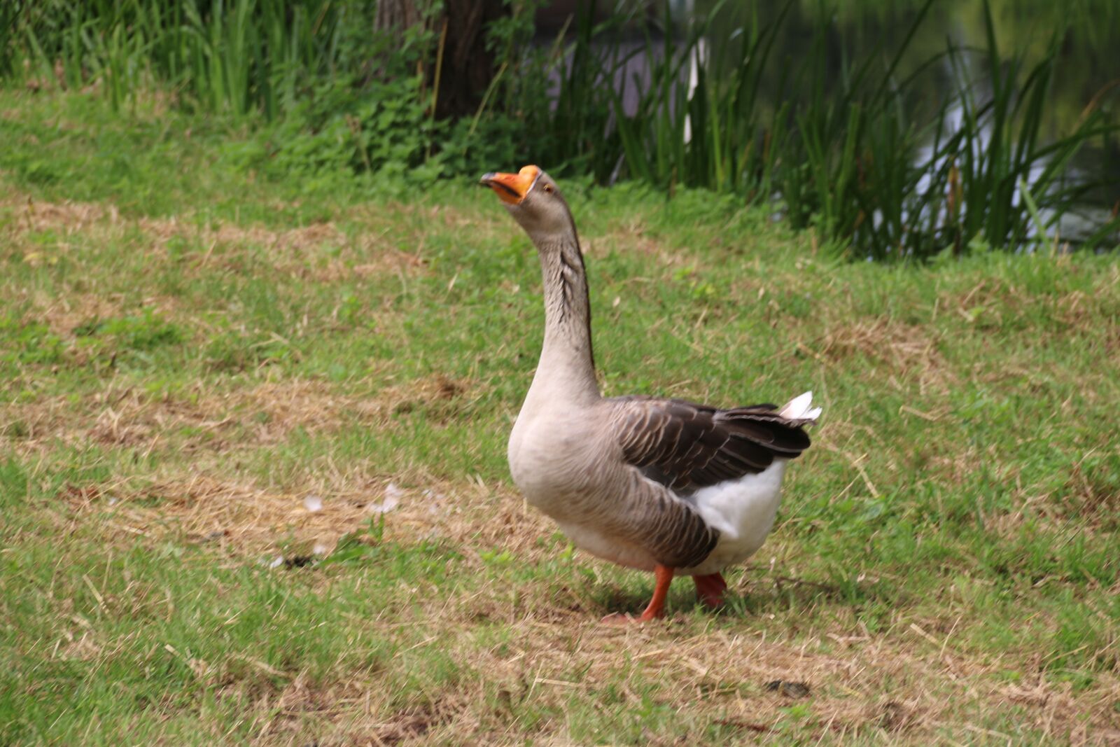 Canon EF-S 18-135mm F3.5-5.6 IS sample photo. Goose, bird, nature photography