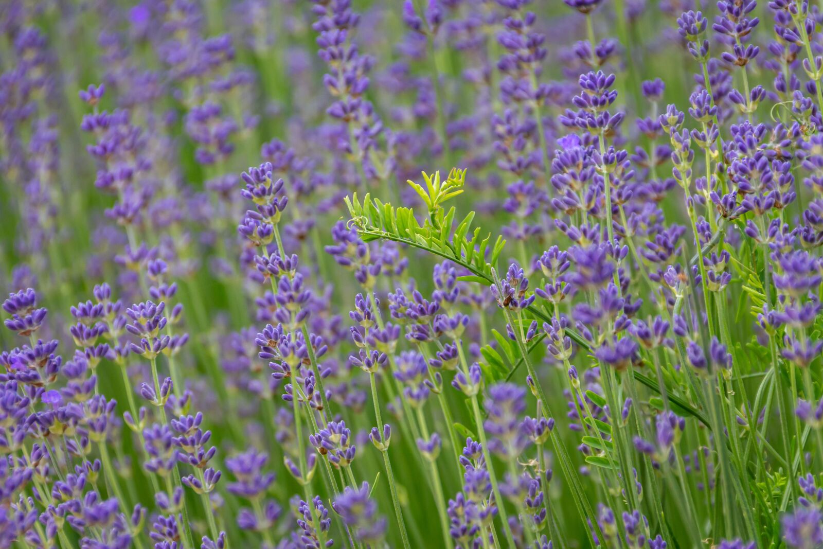Canon EOS 650D (EOS Rebel T4i / EOS Kiss X6i) sample photo. Lavender, field, blue photography