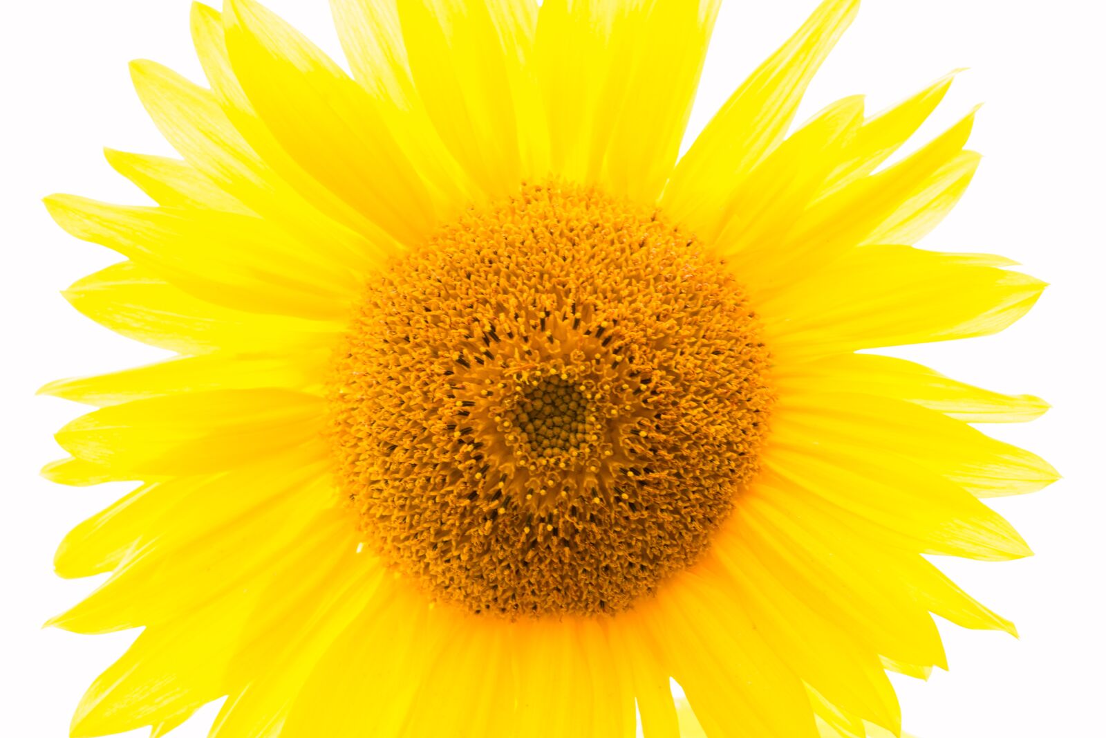 Canon EOS 70D sample photo. Sunflower, yellow, flower photography