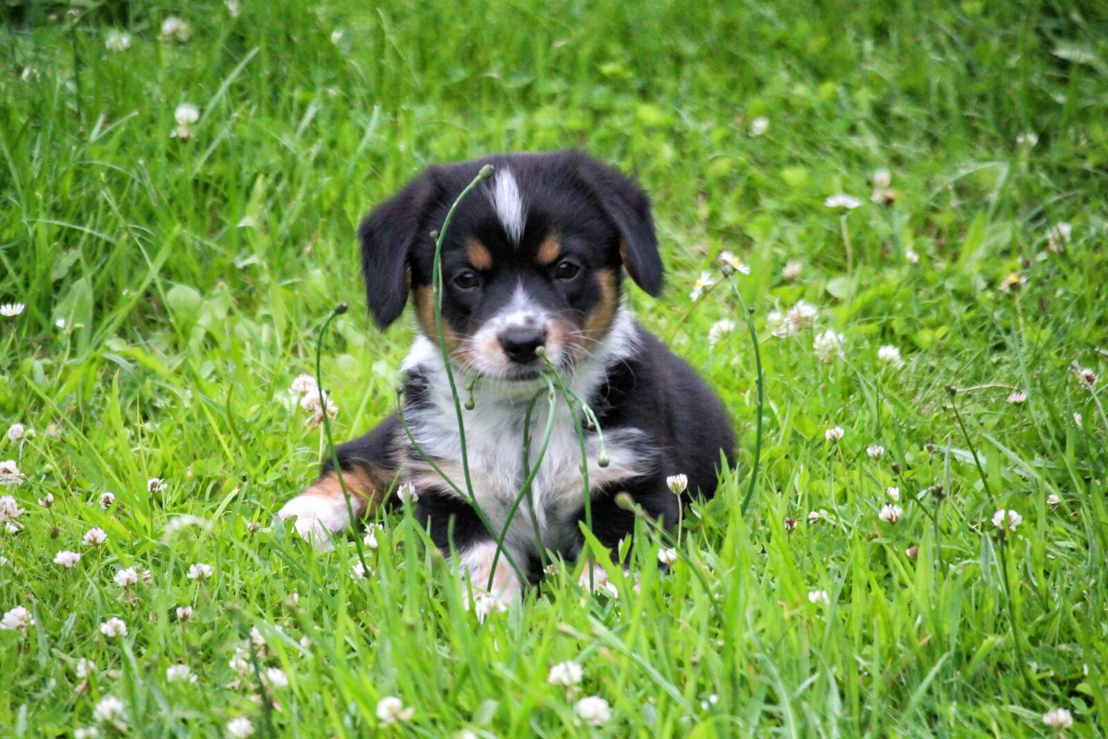 Canon EF-S 55-250mm F4-5.6 IS STM sample photo. Puppy, doggy, grass photography
