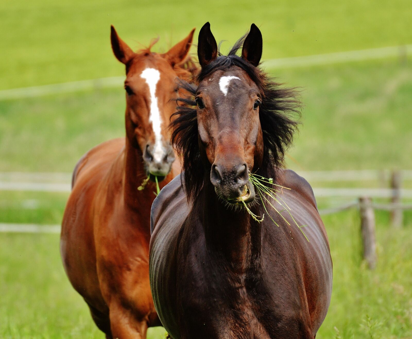 Nikon D3200 sample photo. Horses, for two, coupling photography