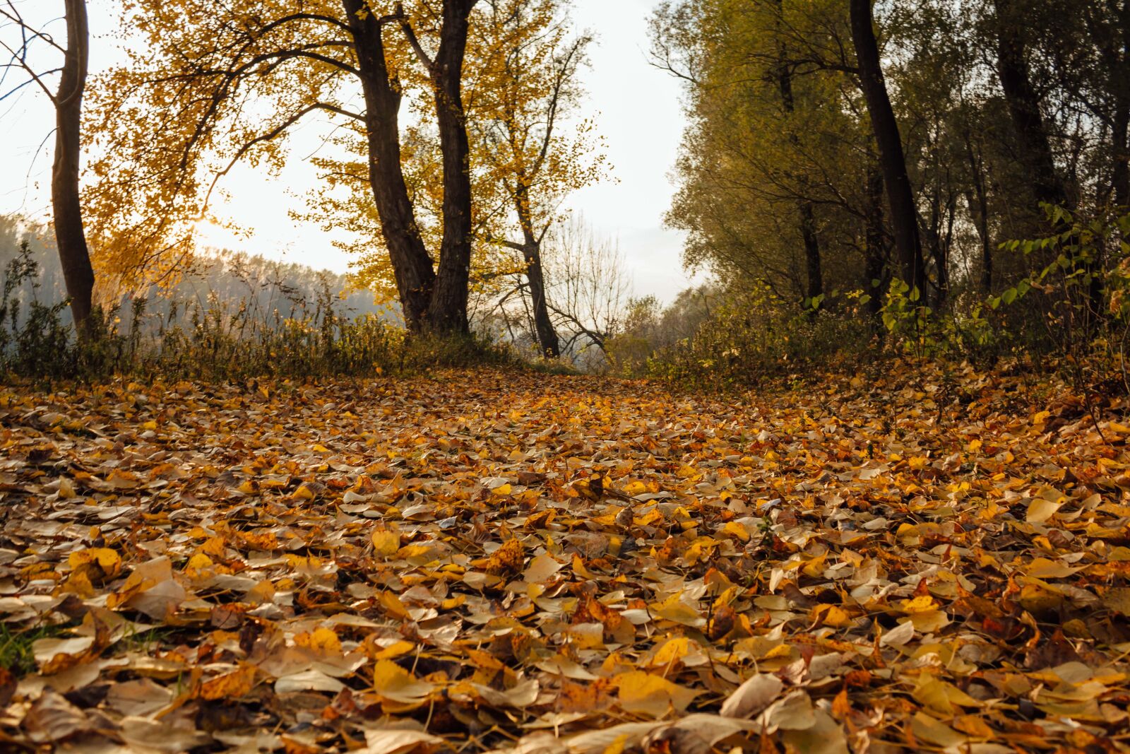 Canon EF-S 18-55mm F3.5-5.6 IS sample photo. Autumn season, poplar, yellow photography