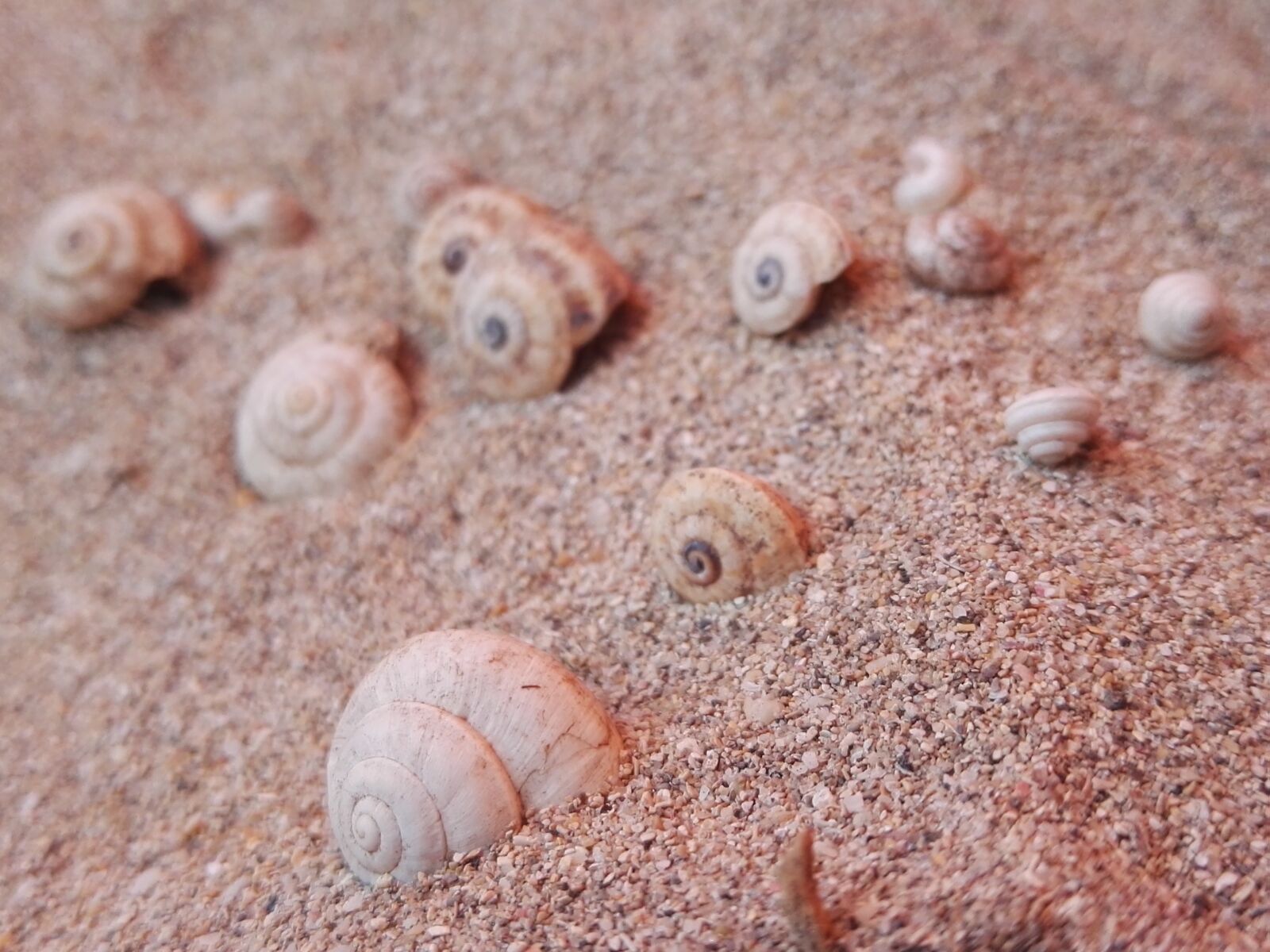 HUAWEI GRA-L09 sample photo. Sand, beach, shell photography