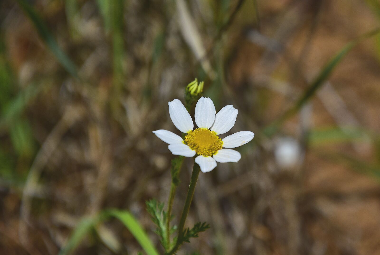Nikon D7200 sample photo. Nature, flower, plant photography