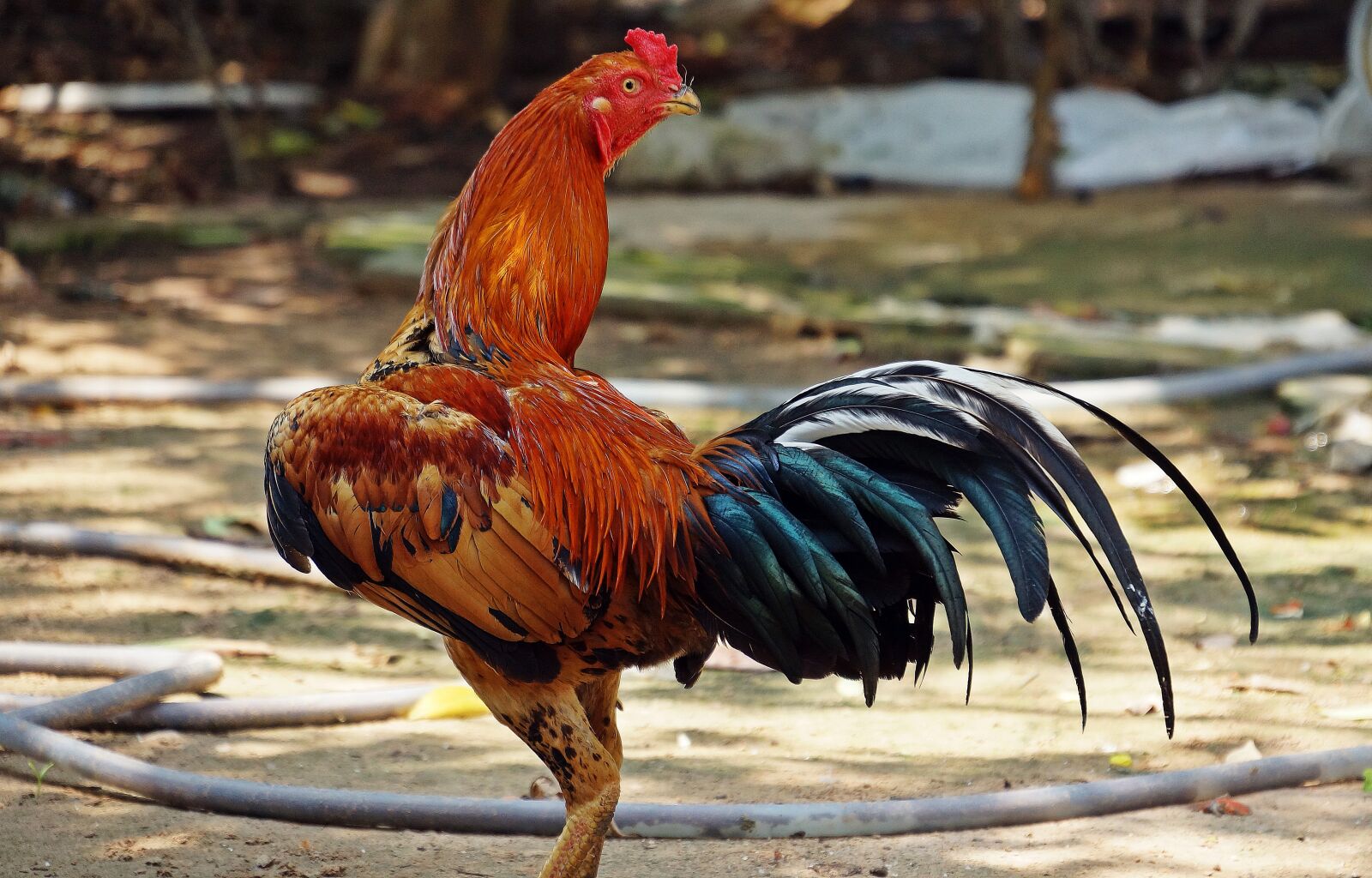 Sony Alpha NEX-7 sample photo. Cockerel, chicken, rooster photography