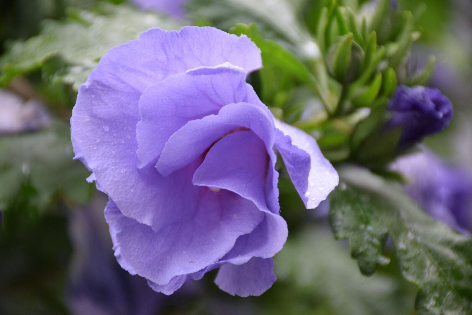Nikon D5300 sample photo. Hibiscus flower, blue, rain photography