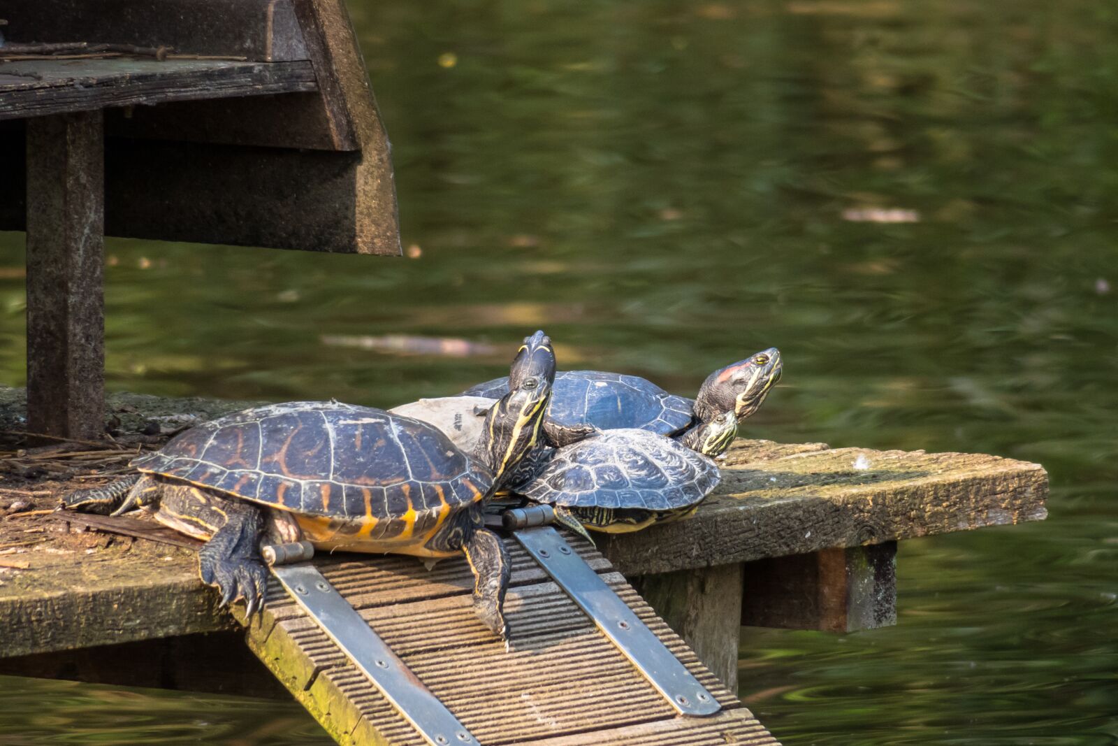 Canon PowerShot G3 X sample photo. Turtle, group, relax photography