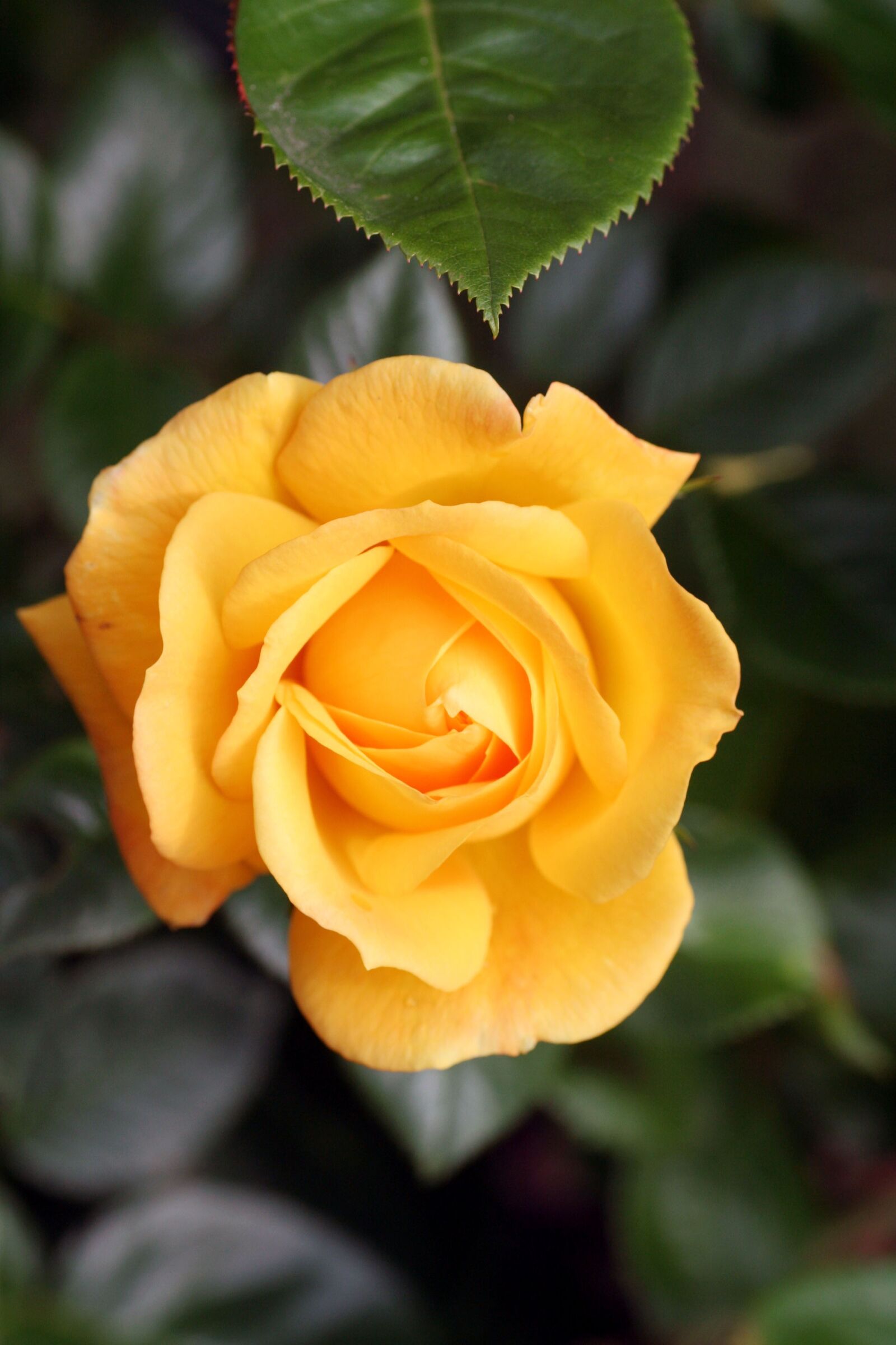 Canon EOS 350D (EOS Digital Rebel XT / EOS Kiss Digital N) sample photo. Flower, pink, yellow photography