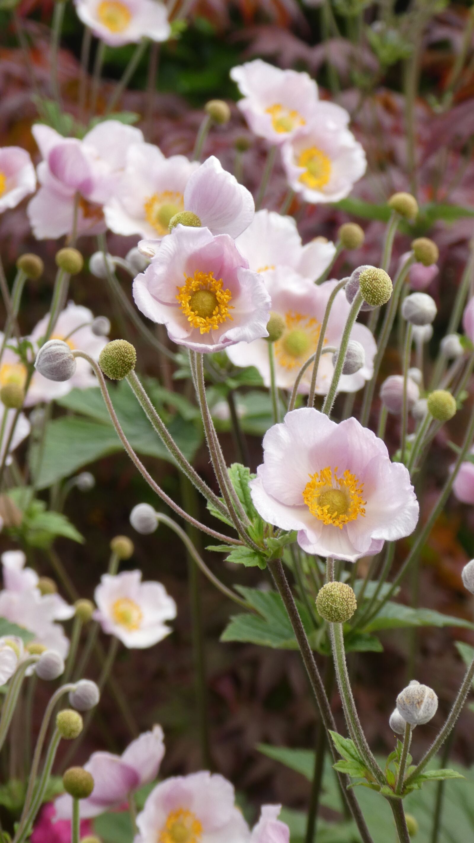 Panasonic DMC-TZ81 sample photo. Anemonenbeet, flower bed, pink photography