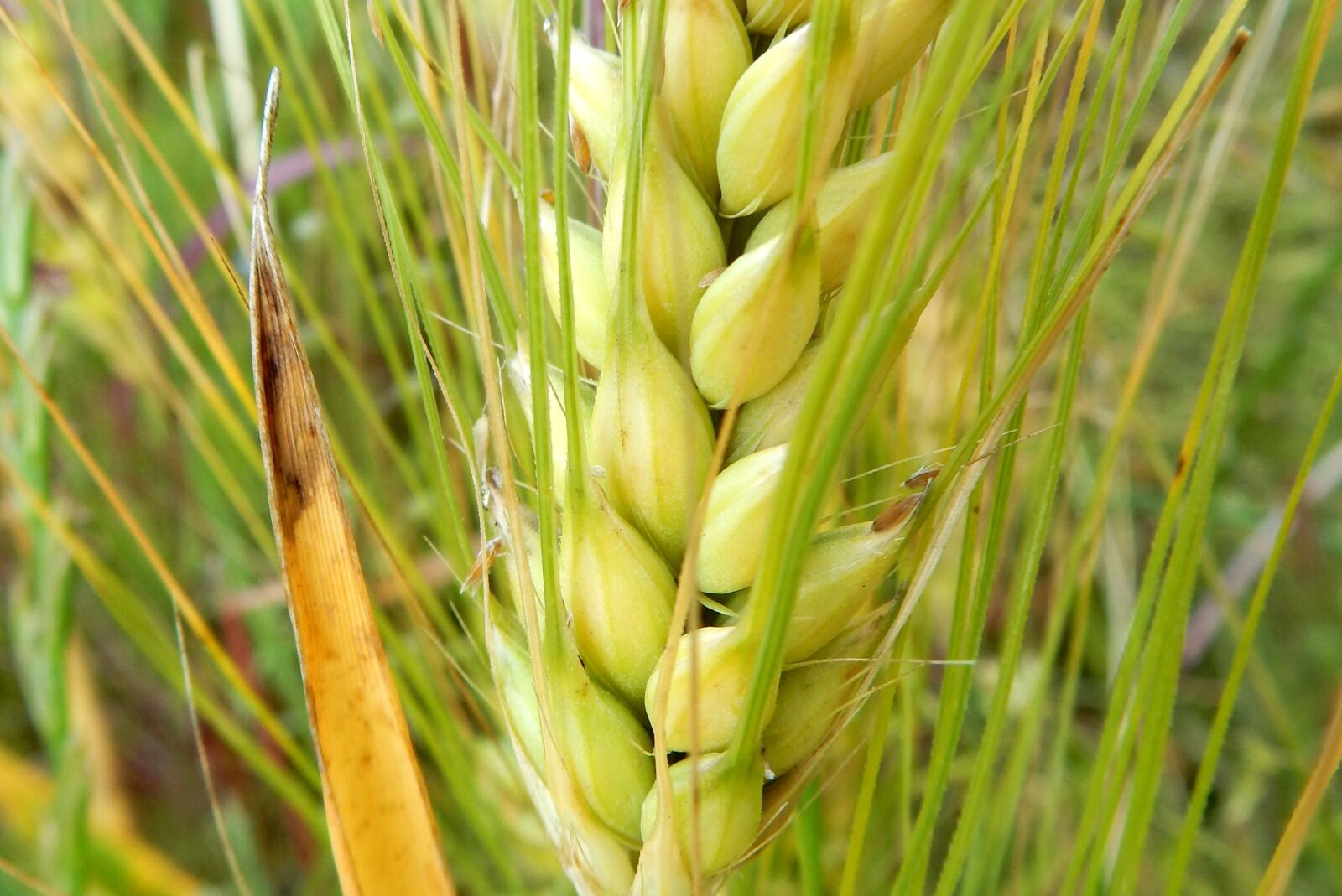 Nikon Coolpix S9700 sample photo. Grain, ear, cereals photography