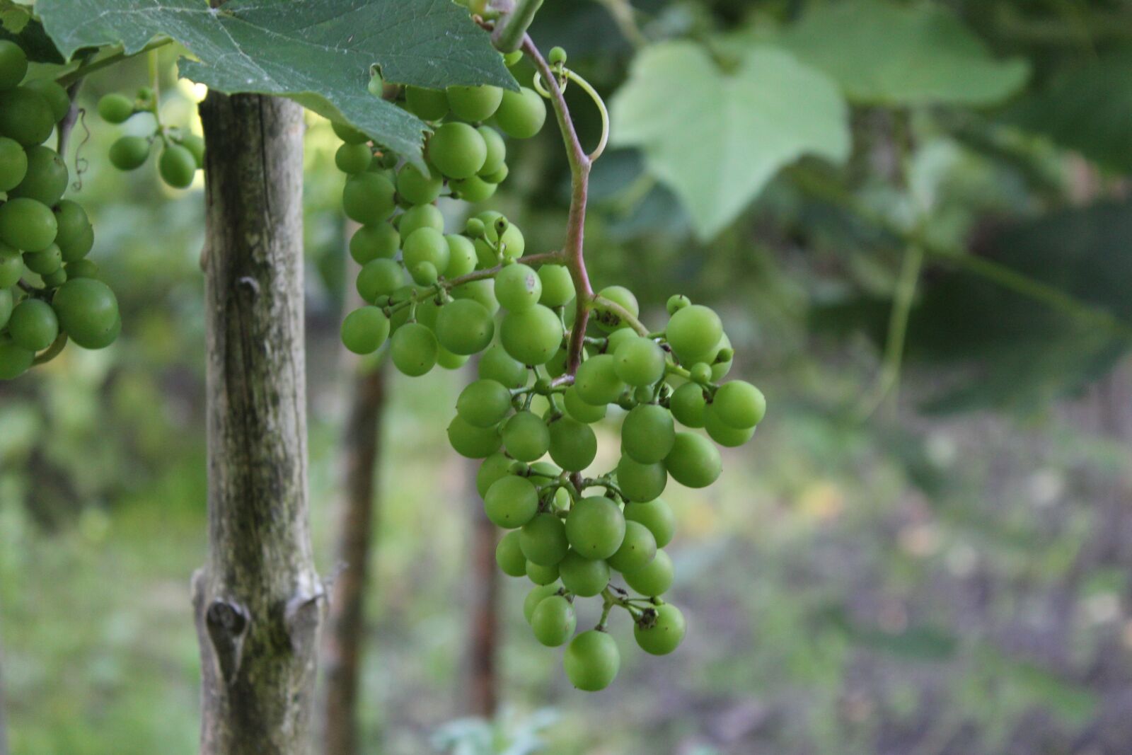 Canon EOS 1300D (EOS Rebel T6 / EOS Kiss X80) sample photo. Grapes, grapevine, vine photography