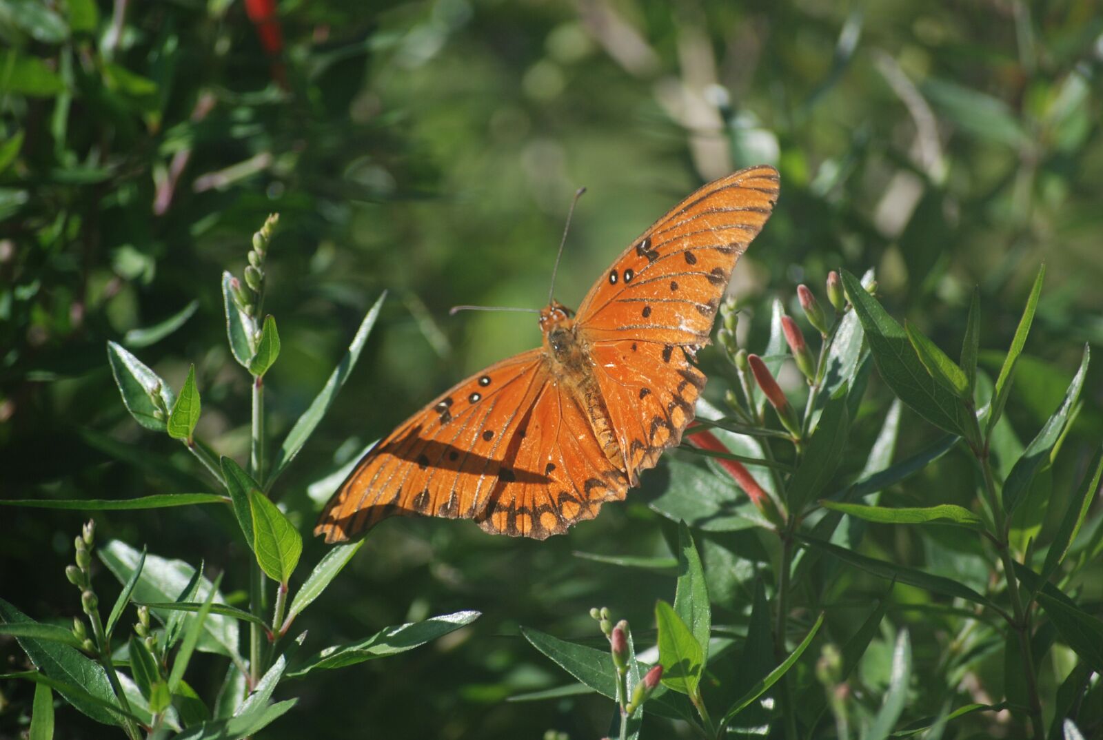 Nikon D80 sample photo. Butterfly, nature, plant photography