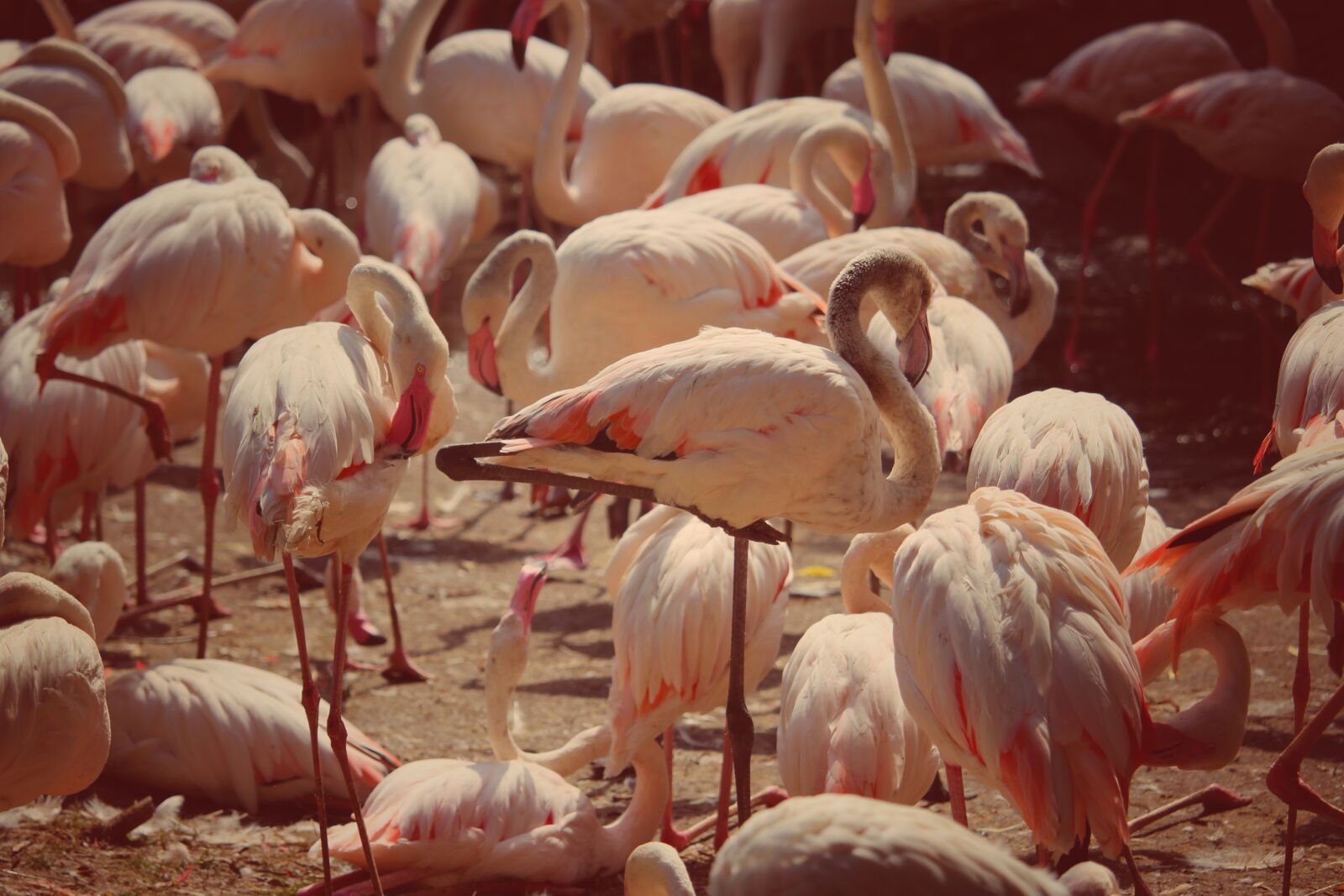 Canon EOS 1300D (EOS Rebel T6 / EOS Kiss X80) sample photo. Flamingos, pink, birds photography