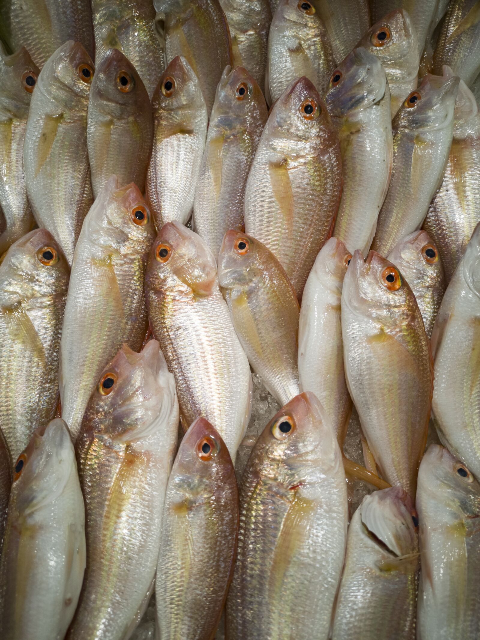 HUAWEI CLT-L09 sample photo. Fish, fresh, food photography