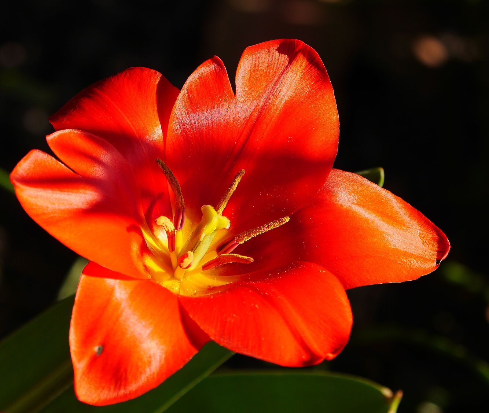 Panasonic Lumix DMC-GH3 sample photo. Dwarf tulip, blossom, bloom photography