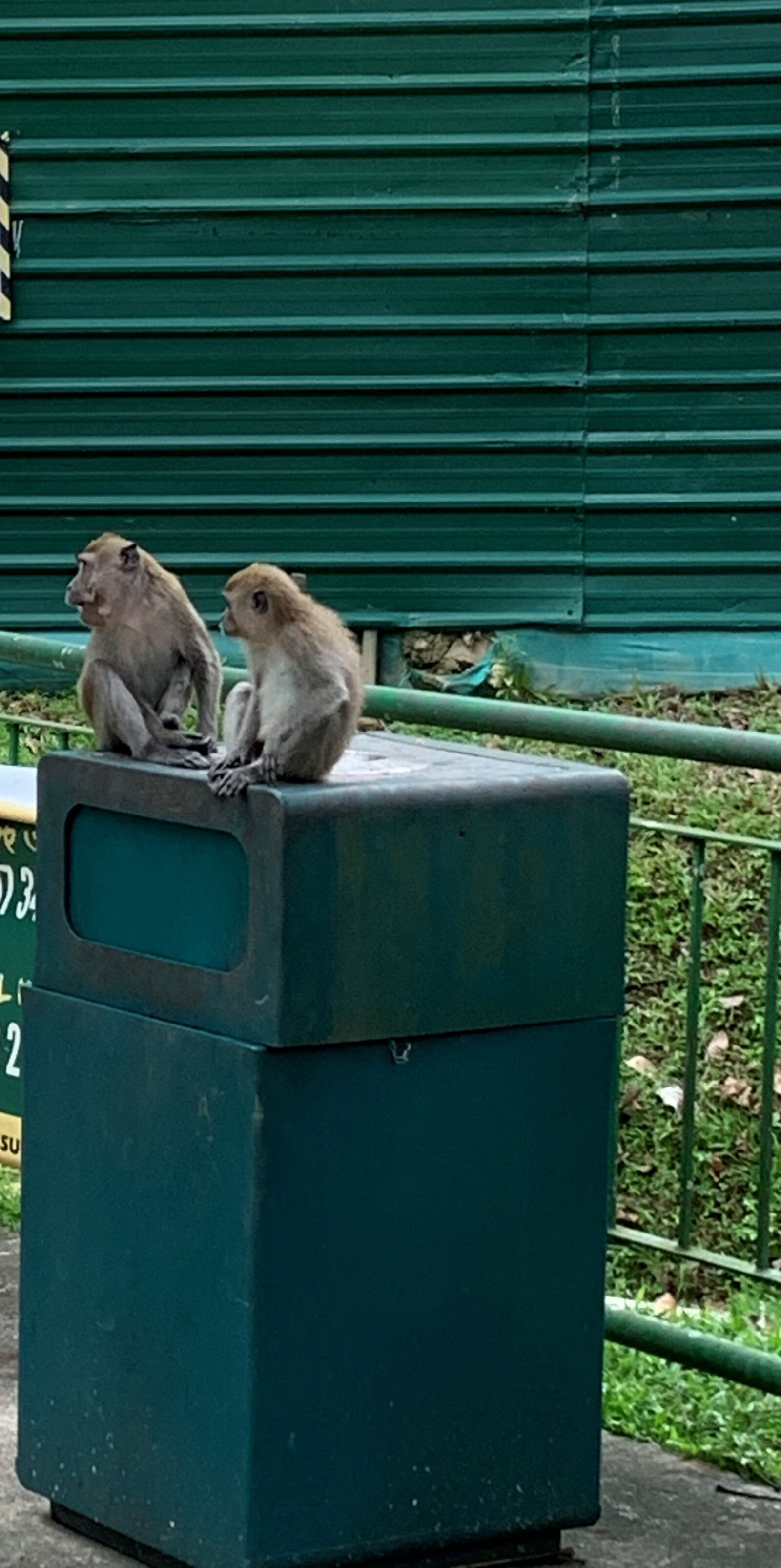 Apple iPhone XR sample photo. Family, animal, monkey photography