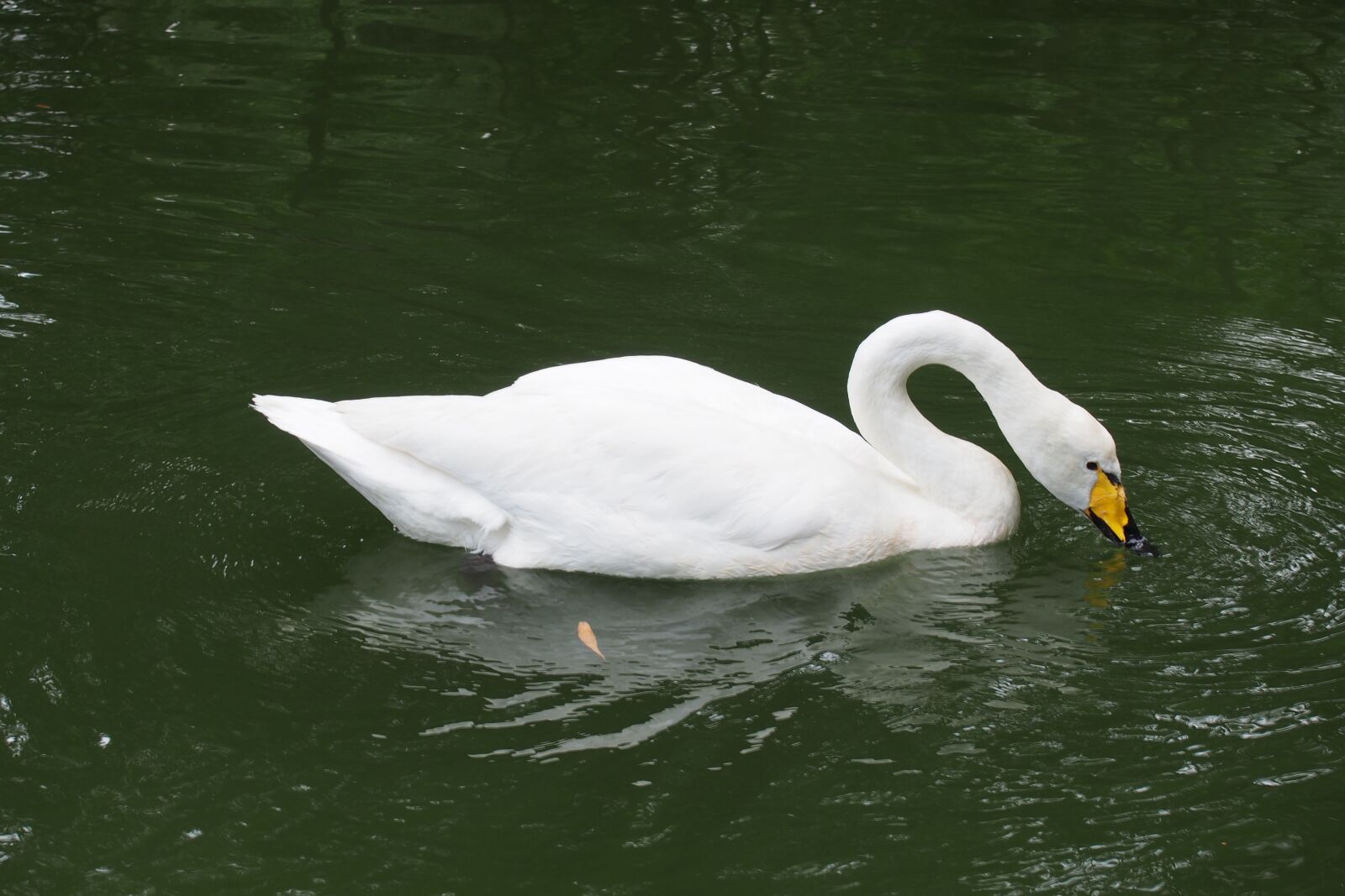 Olympus PEN E-P5 sample photo. Swan, the white swan photography