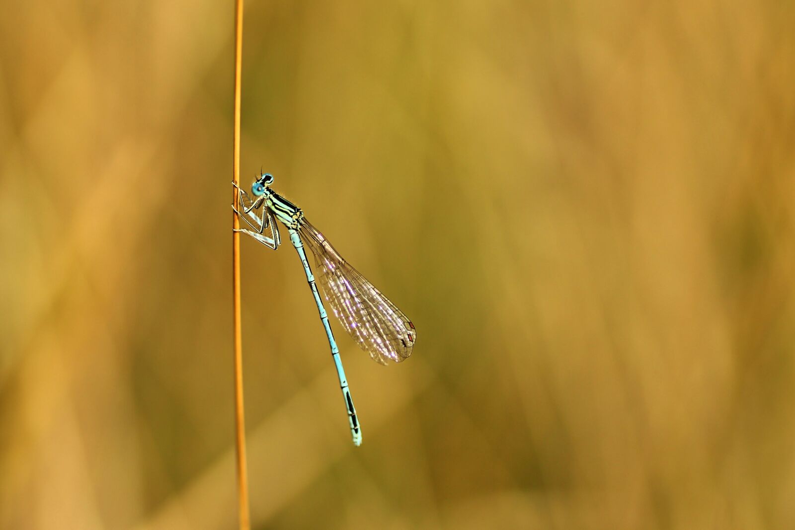 Tamron SP 90mm F2.8 Di VC USD 1:1 Macro sample photo. Spring dragonfly, dragonfly, small photography