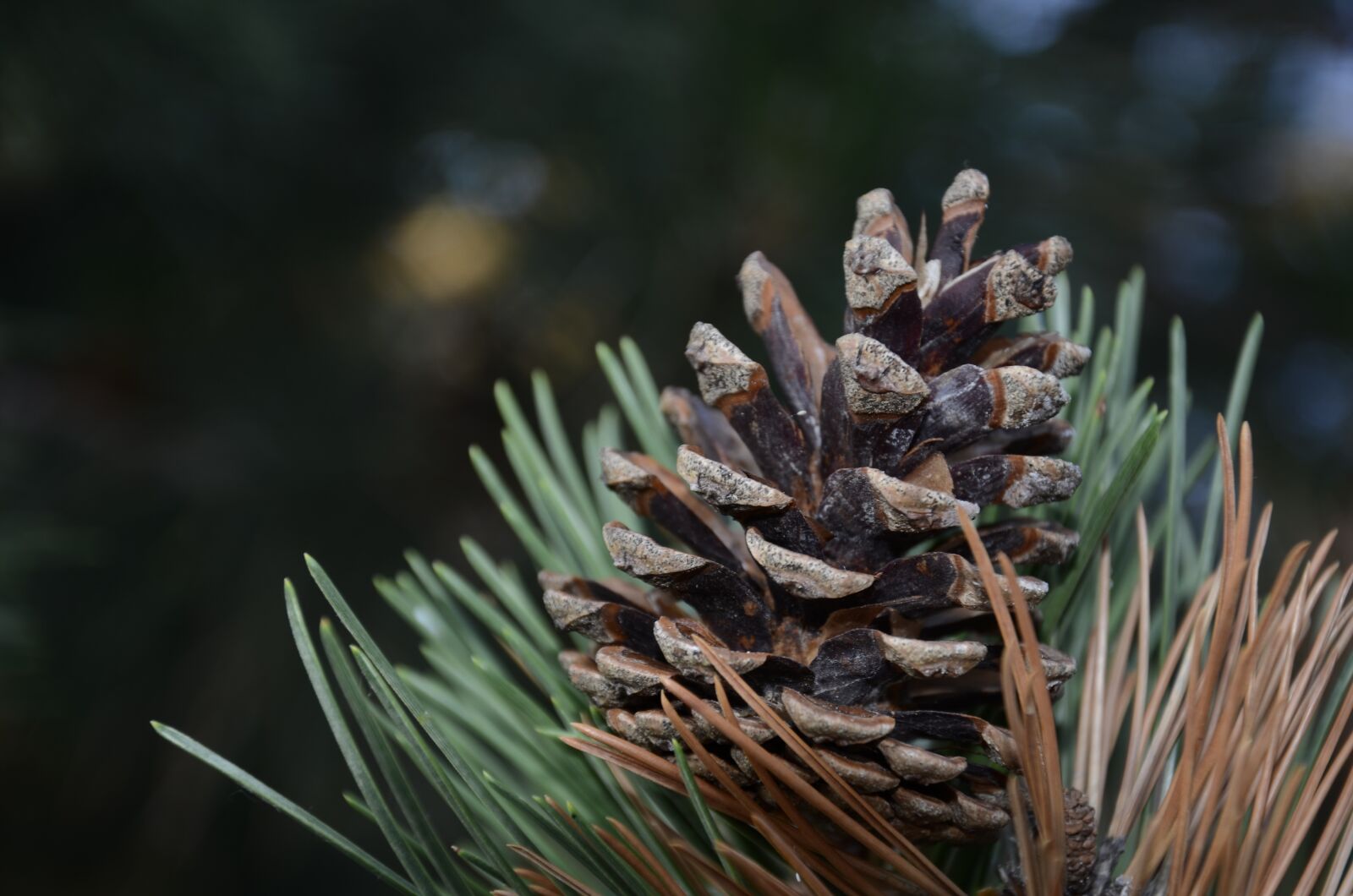 Nikon D7000 sample photo. Pine, trees, coniferous photography