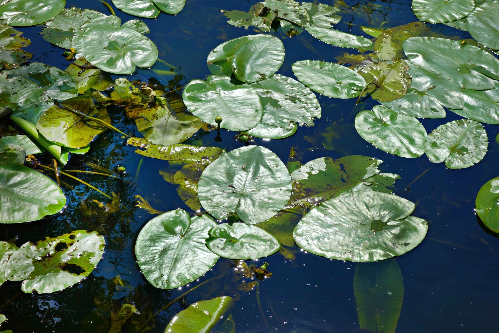 Sony Cyber-shot DSC-RX100 sample photo. Waterlily, leaves, waterlily leaves photography