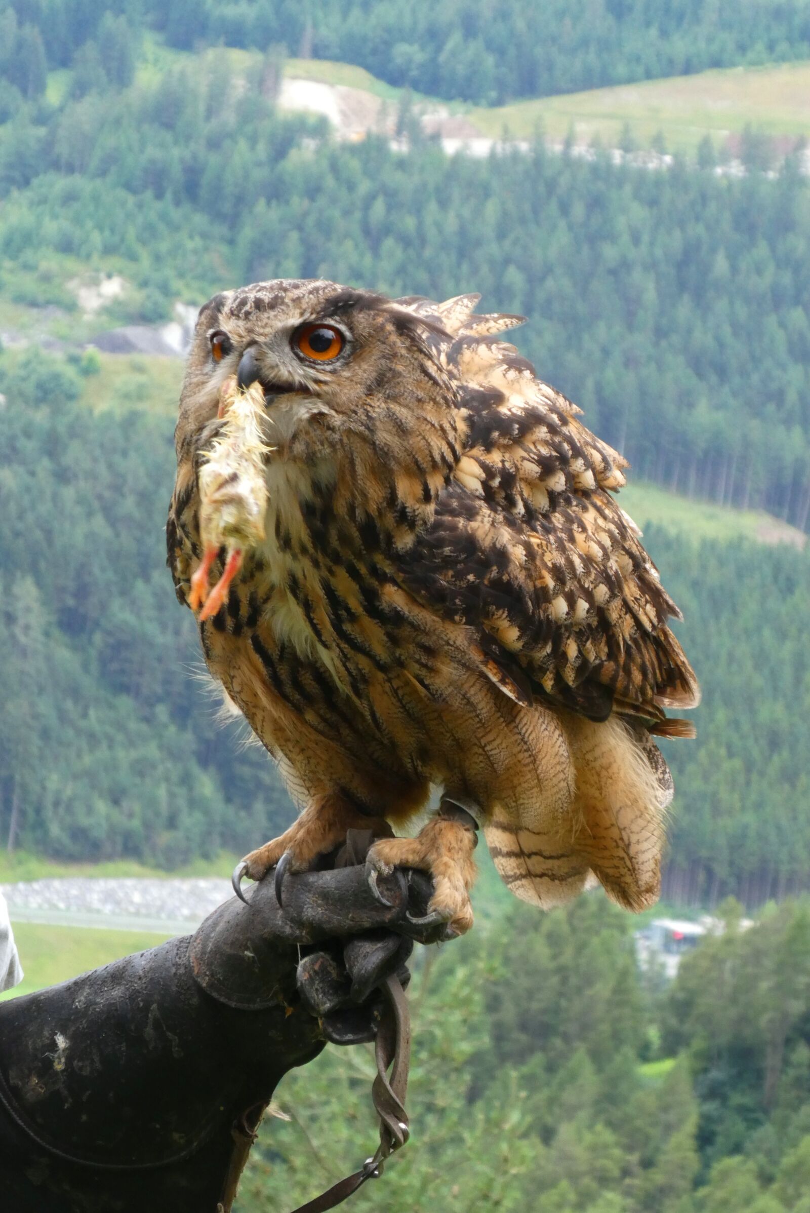 Panasonic Lumix DC-ZS70 (Lumix DC-TZ90) sample photo. Owl, eurasian eagle owl photography