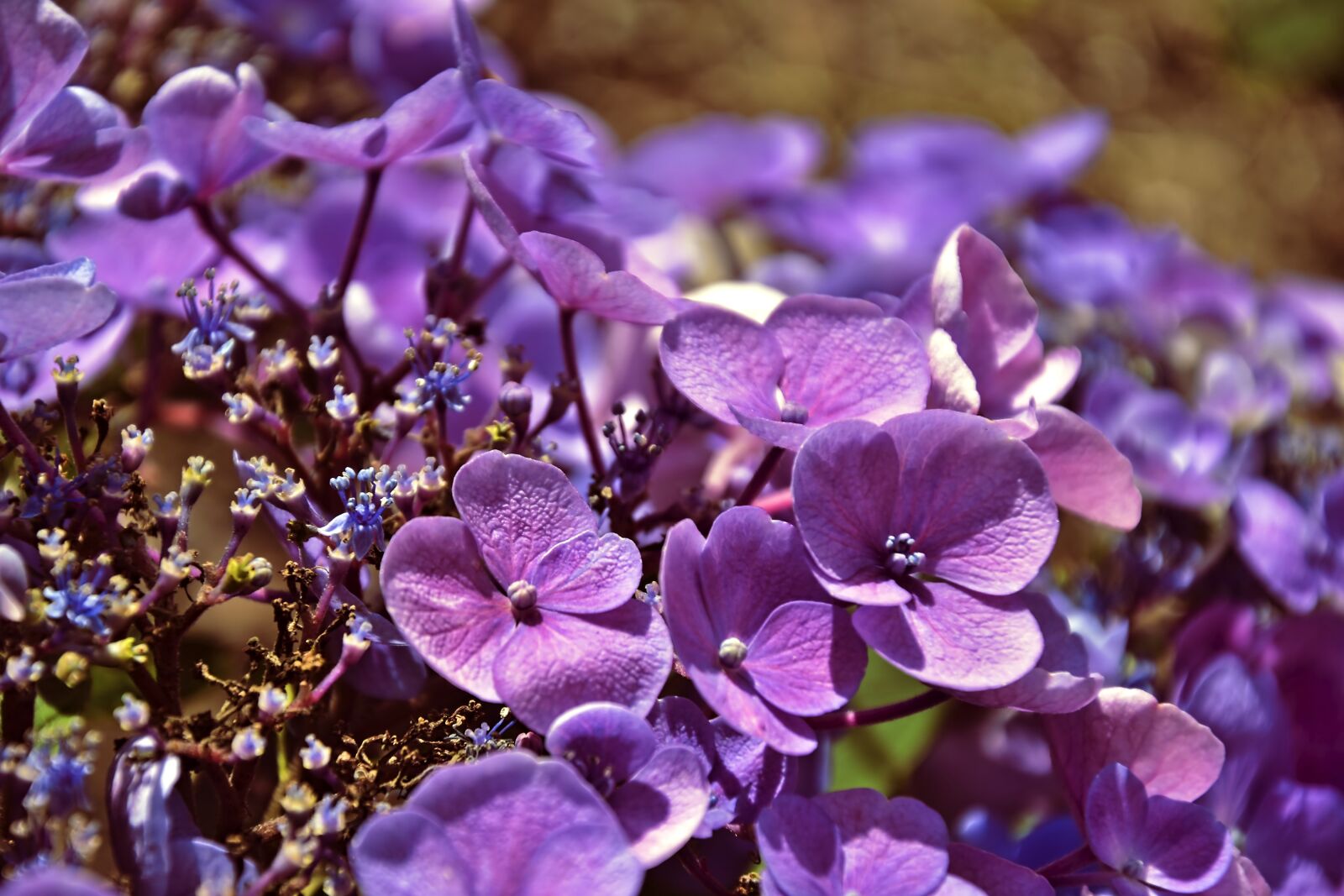 Nikon D5600 sample photo. Hydrangea, hydrangea flowers, flowers photography