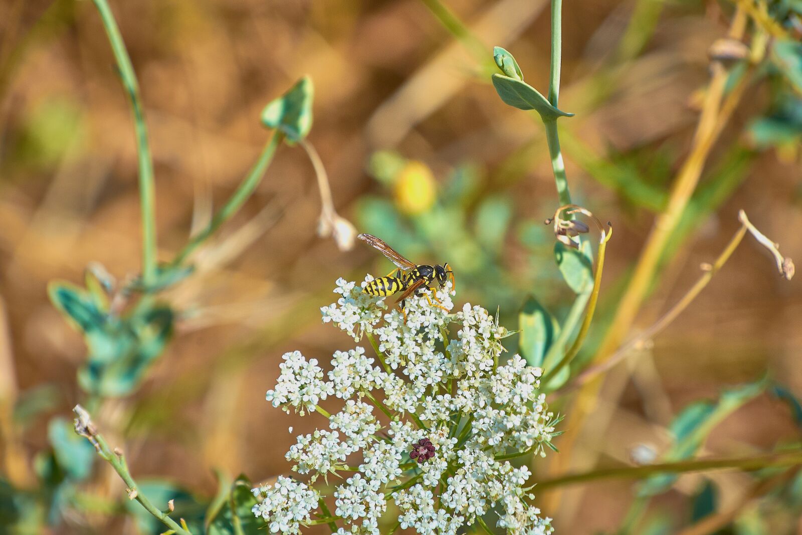 Nikon D7200 sample photo. Flower, insect, thistle photography